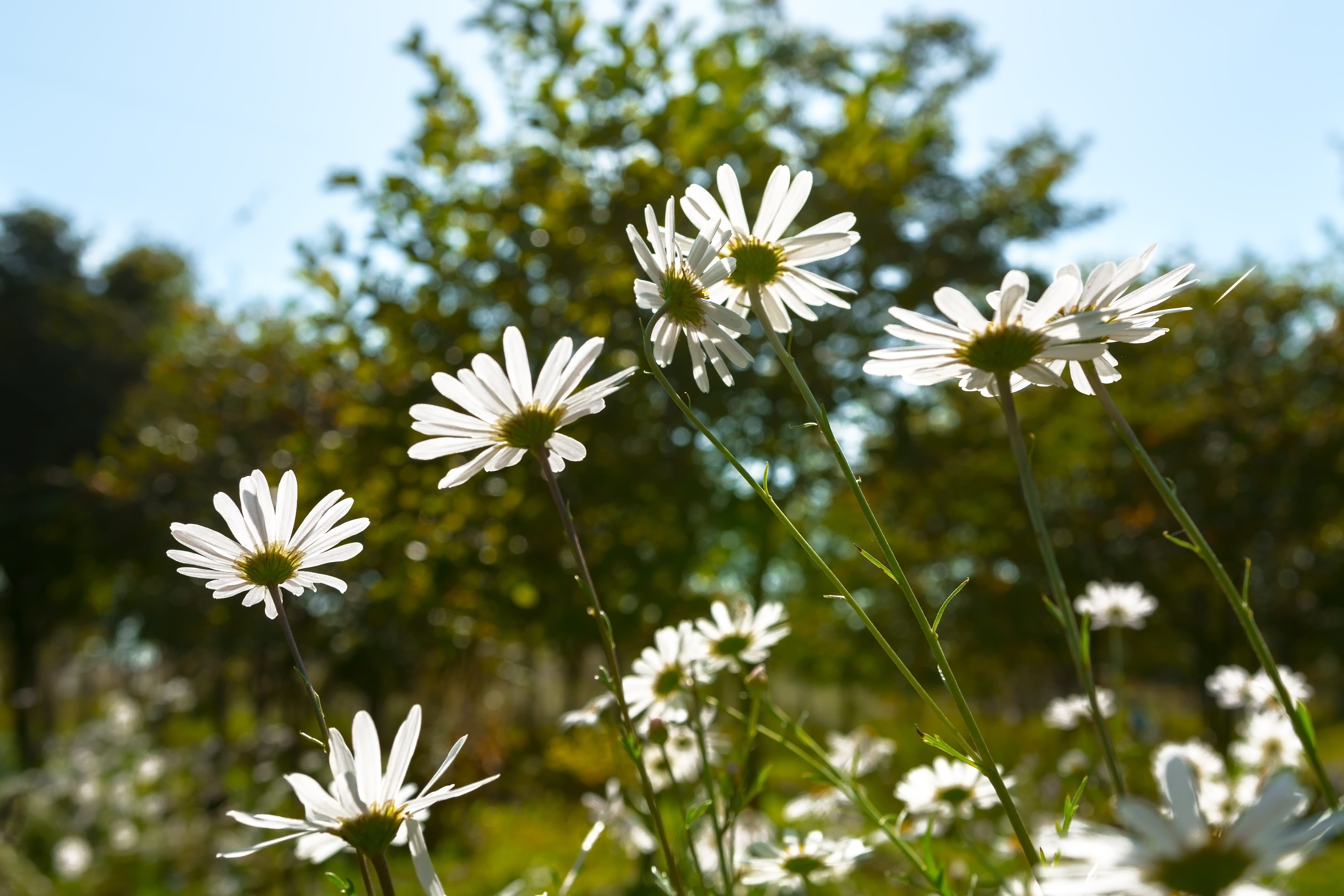 incheon, freshness, sepal, 4K, gujeolcho, inflorescence, growth, their mums, out of focus, pollen, plants, dream park, close-up, flower garden, plant, HD Wallpaper