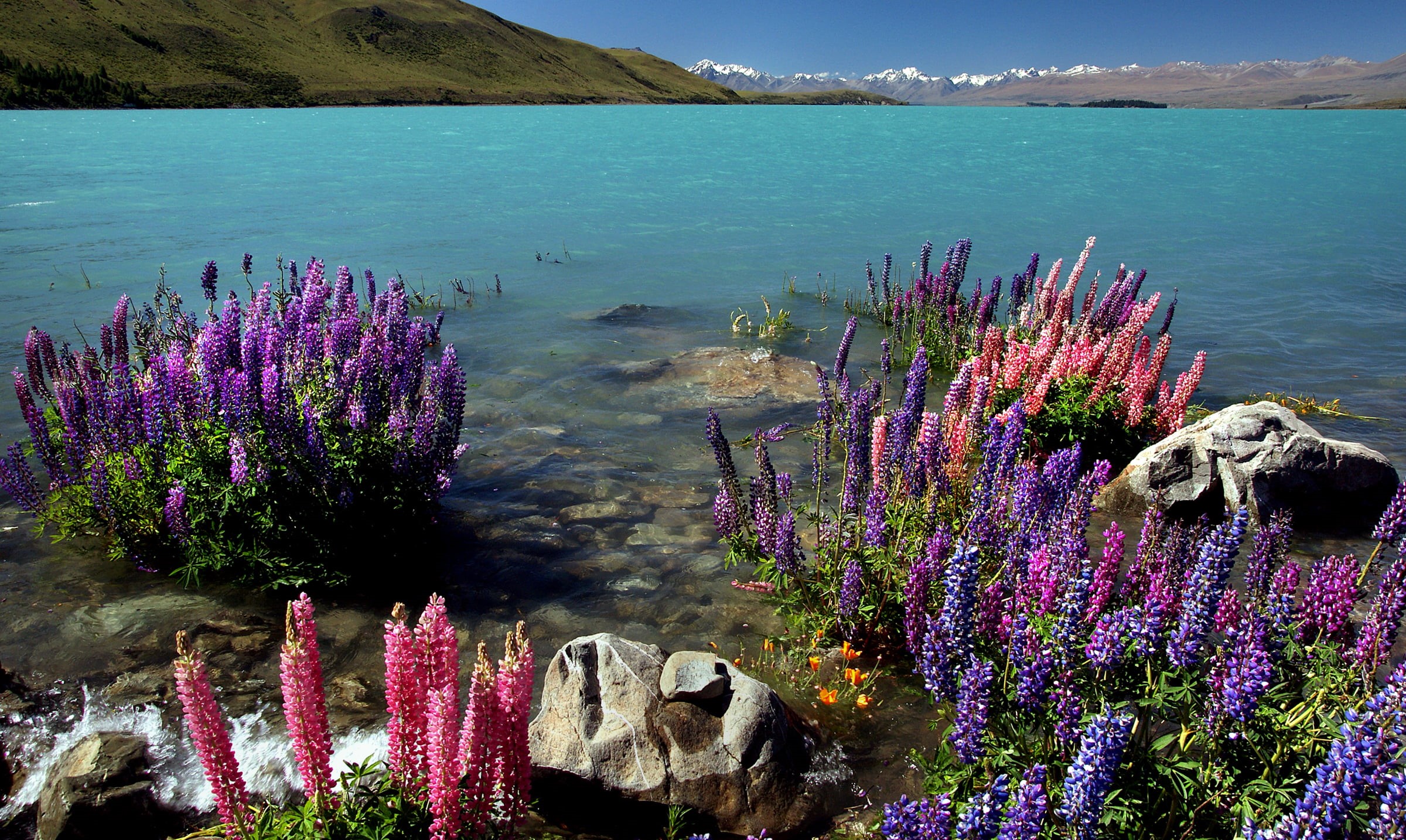 pink, Russell, landscape, scenics, New Zealand, photos, summer, plant, white rock, water, 1080P, flower, Public Domain, beauty In Nature, petaled, purple, HD Wallpaper