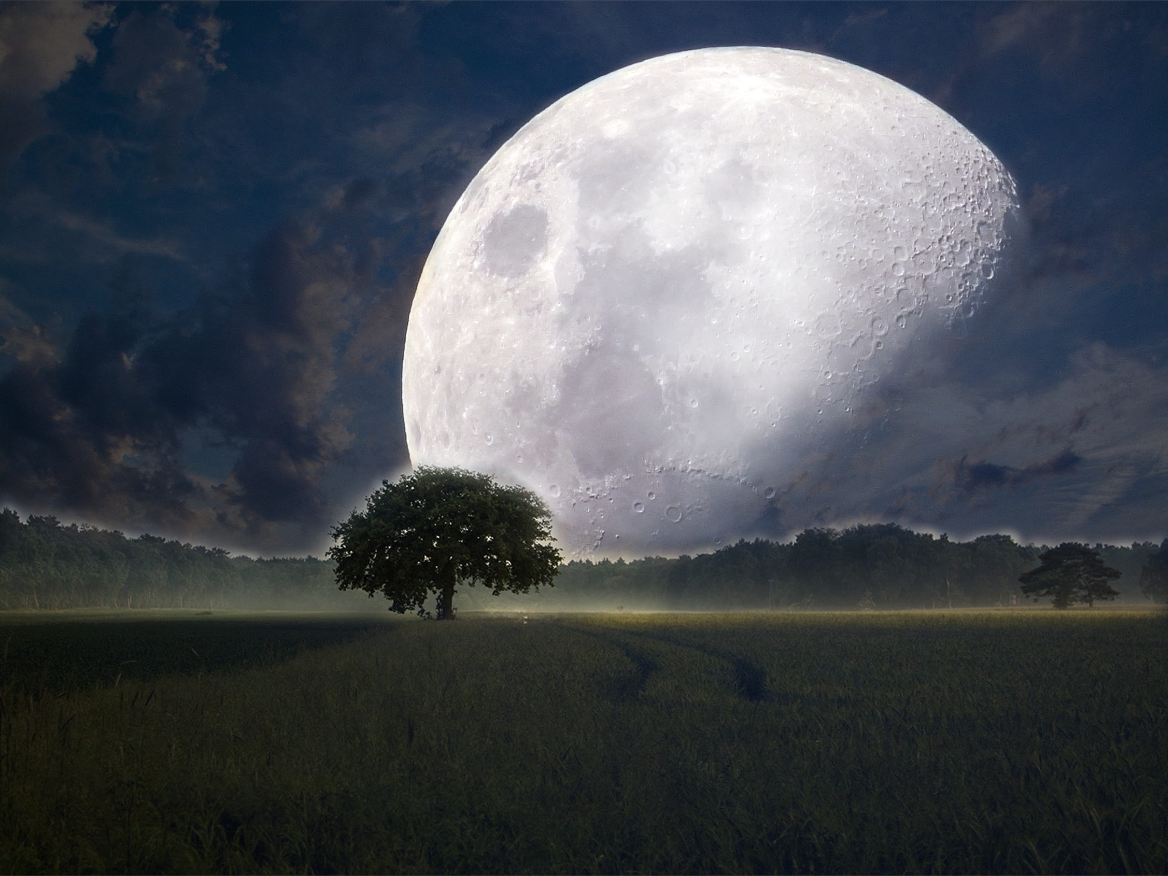 space, nighttime, full, flower, poppy, hubble weltraumteleskop, environment, yellow, standing, tree, graphic, land, science, no people, super moon, green meadow, HD Wallpaper