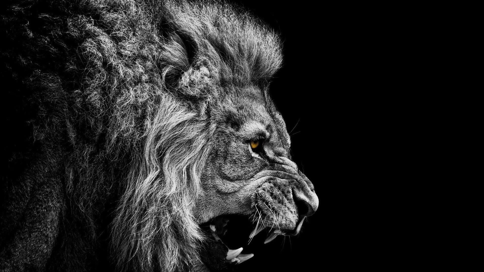 animals, looking away, domestic animals, animals in the wild, lion, animal body part, teeth, animal themes, profile view, 1080P, animal, dark, vertebrate, HD Wallpaper