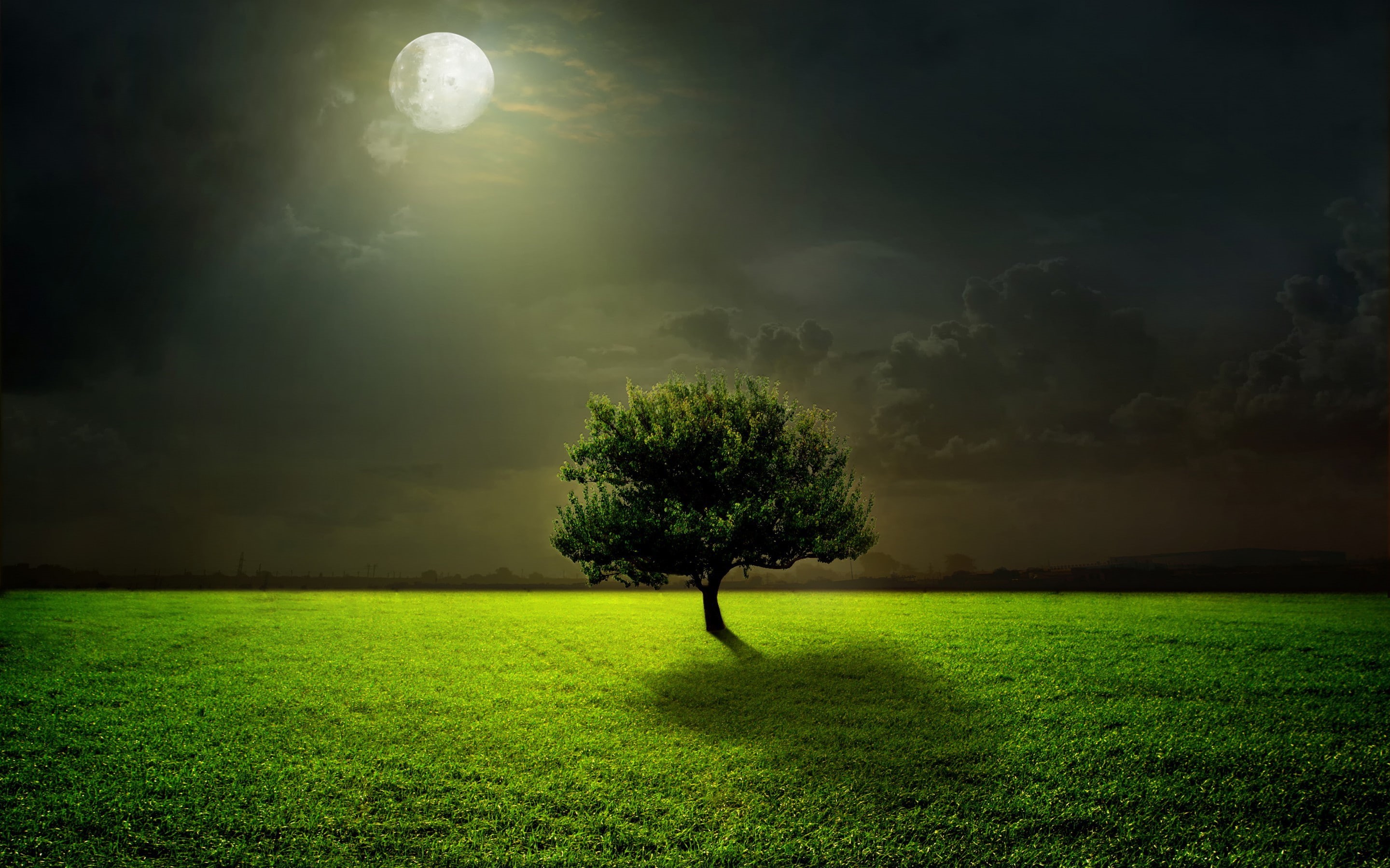 field, moonlight, moon, 2K, Night, sky, tree, green, clouds, grass, HD Wallpaper
