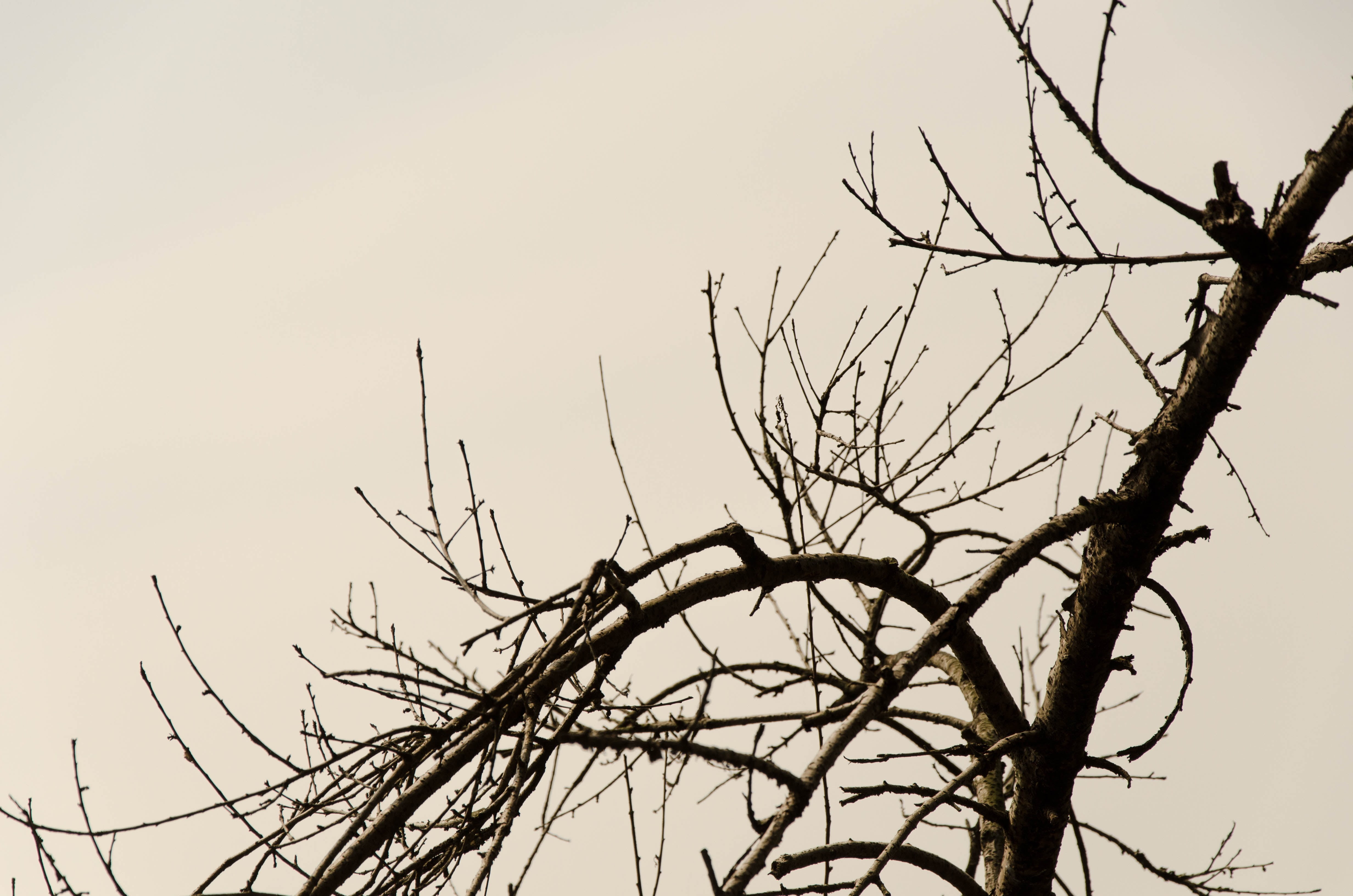 day, low angle view, silhouette, outdoors, dead plant, clear sky, plant, copy space, nature, sky, scenics - nature, tranquility, bare tree, environment, HD Wallpaper