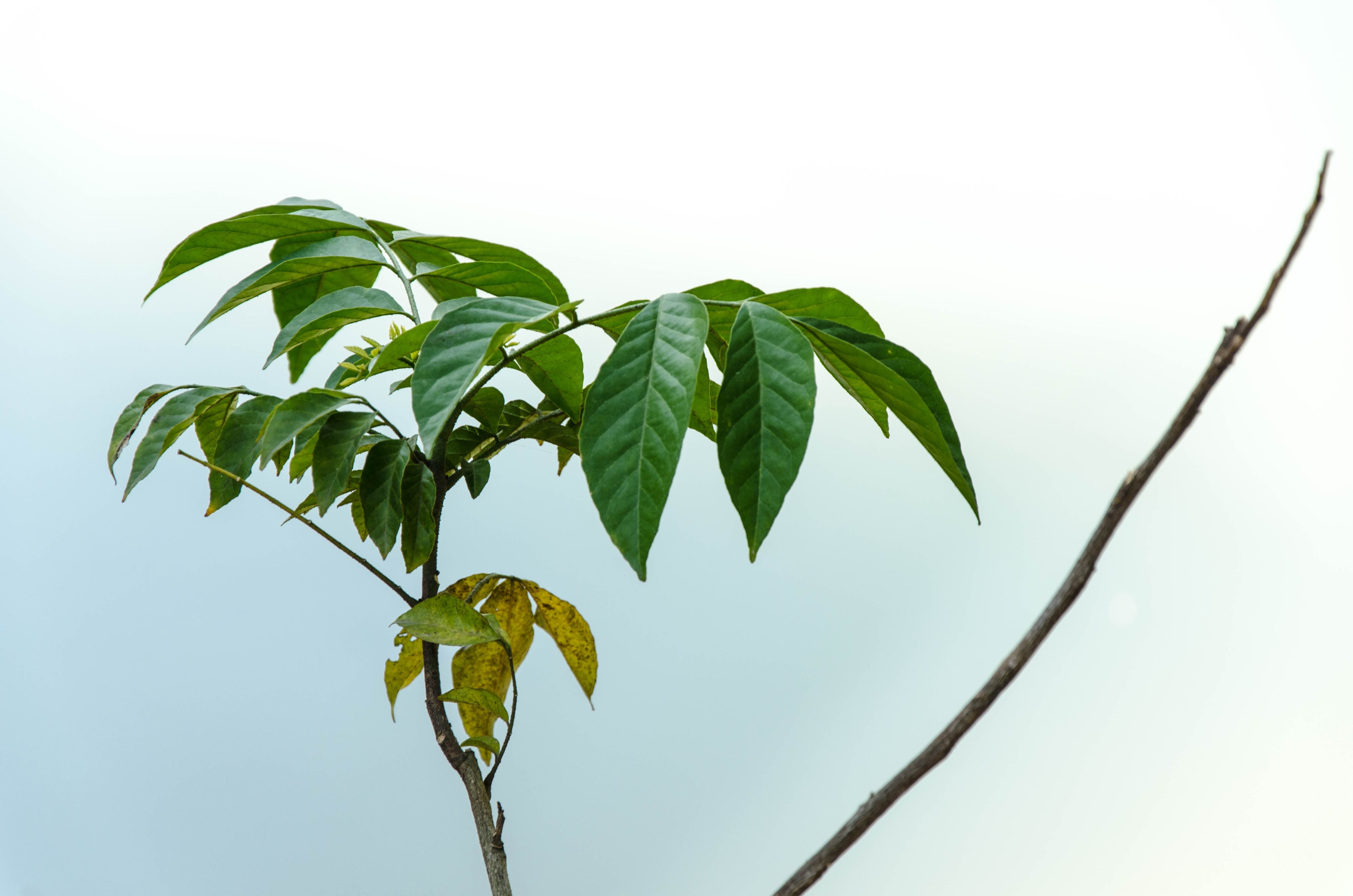 tree, low angle view, plant, green color, twig, growth, palm leaf, beauty in nature, focus on foreground, sky, day, 4K, freshness, plant part, close-up, HD Wallpaper