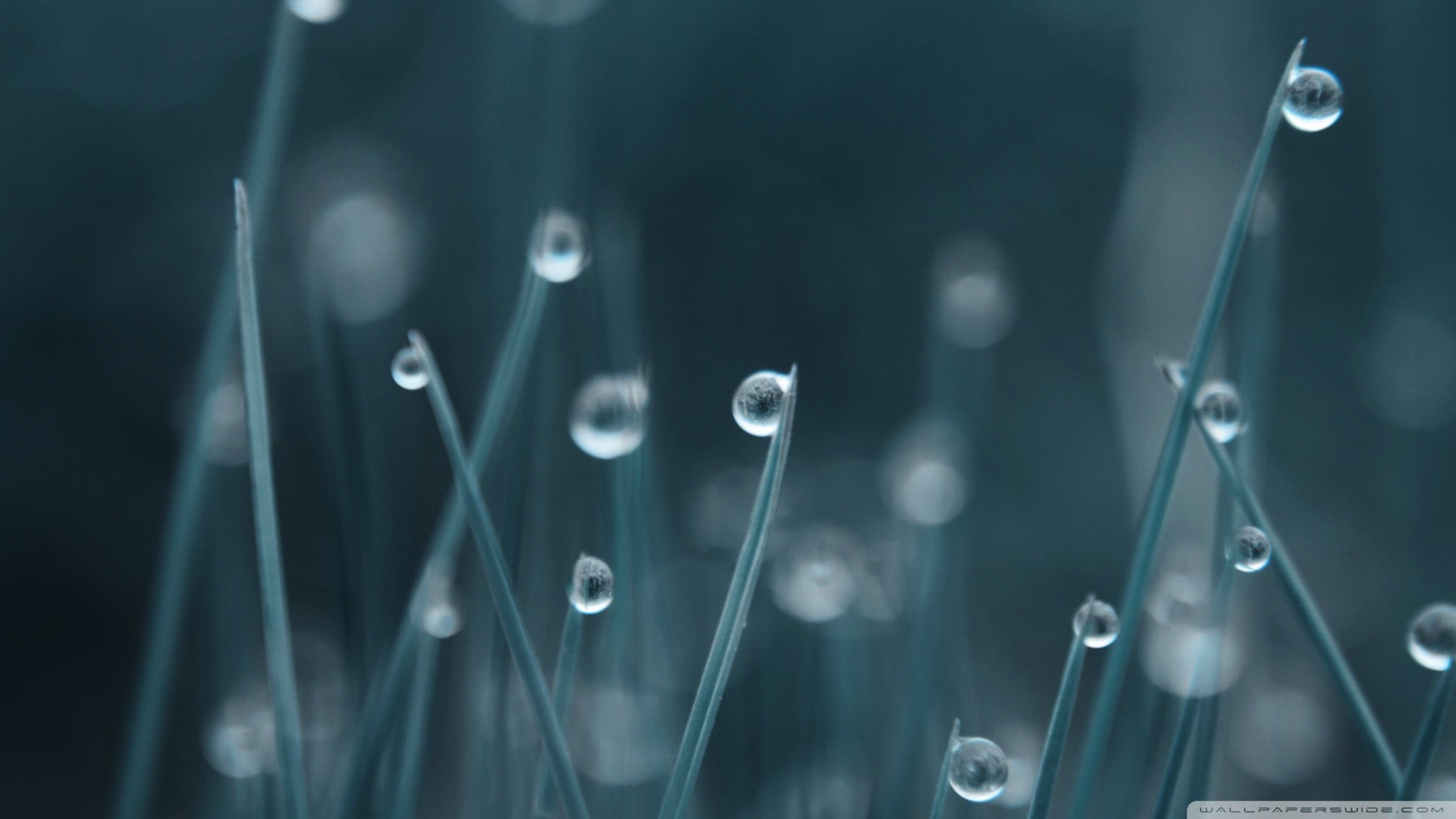 green, no People, water, technology, blue, indoors, nature, water drops, dew, science, studio shot, business, drop, internet, close-up, backgrounds, connection, HD Wallpaper