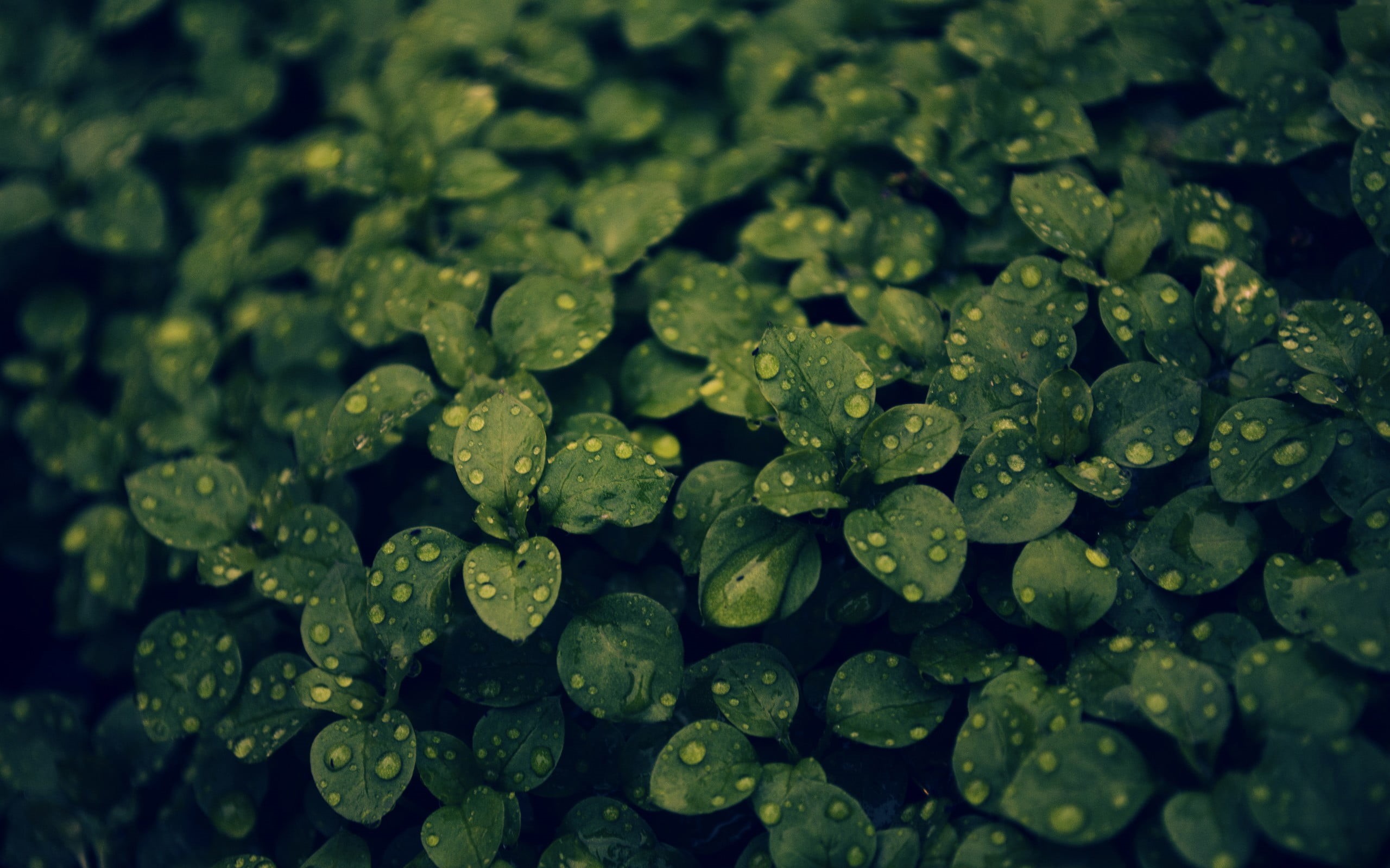 springtime, macro, drop, clover, closeup, plant, purity, no People, full frame, nature, dew, organic, green Color, water, green, freshness, abundance, rain, HD Wallpaper