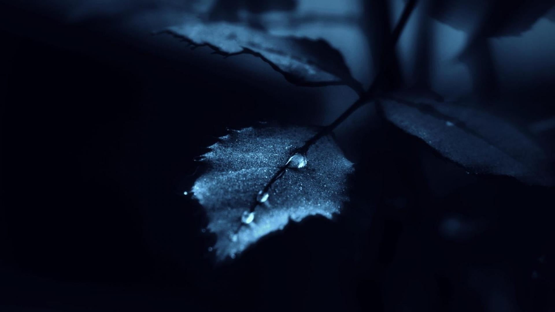 close-up, water, selective focus, dew, no people, 1080P, outdoors, leaves, plant part, drop, dark, vulnerability, freshness, wet, leaf, fragility, studio shot, HD Wallpaper