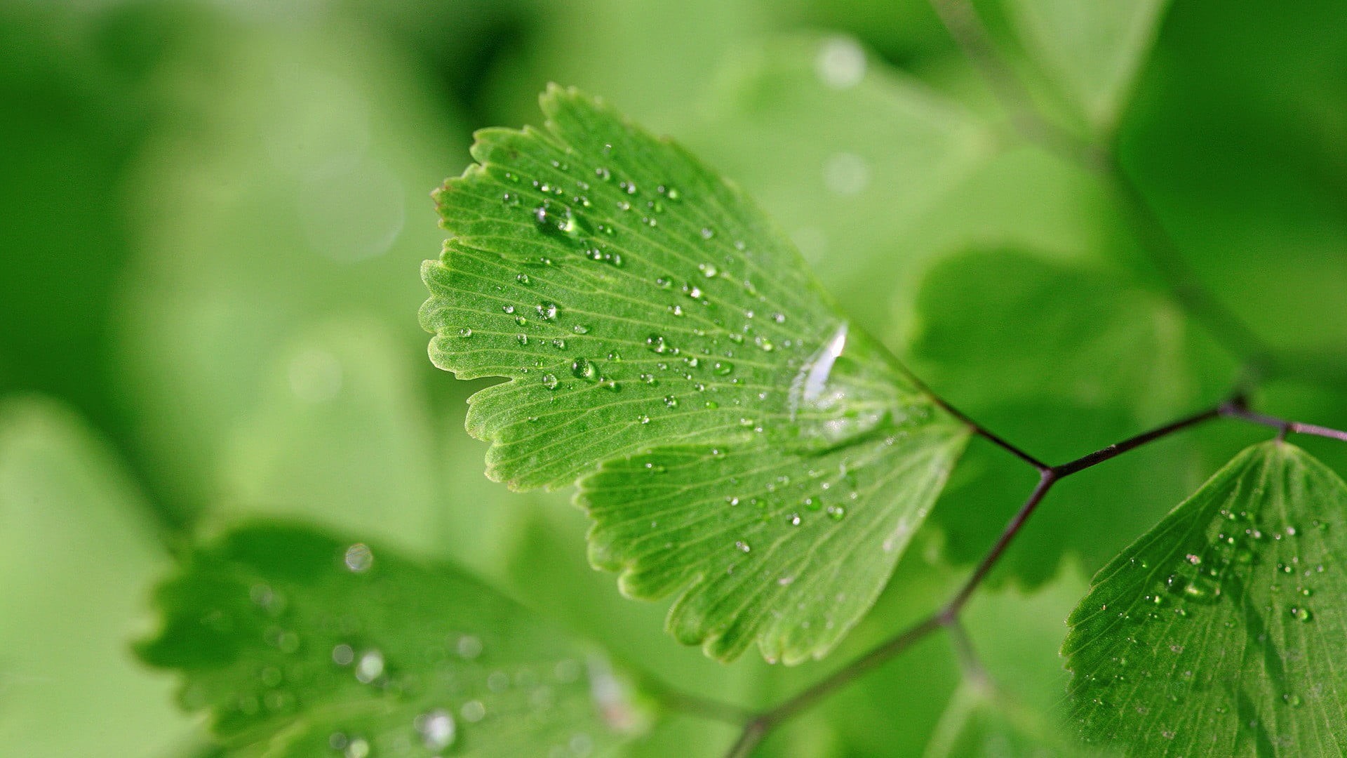 backgrounds, leaf, beauty in nature, plant, 1080P, rain, raindrop, herb, close-up, leaves, macro, closeup, freshness, green, selective focus, no people, HD Wallpaper