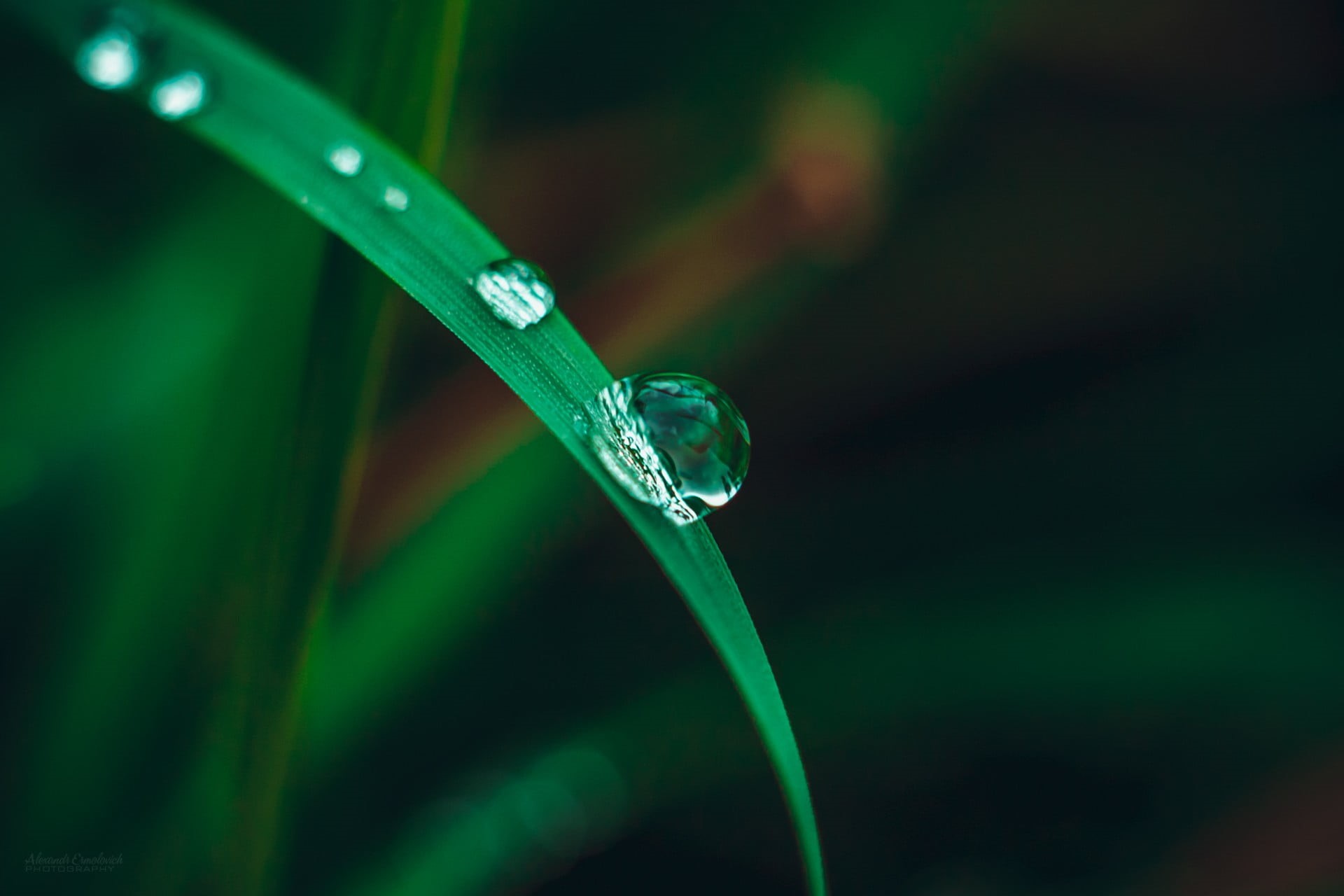 blade of grass, season, plant part, rain, focus on foreground, springtime, macro, water, morning, green, selective focus, green Color, drop, environmental Conservation, HD Wallpaper