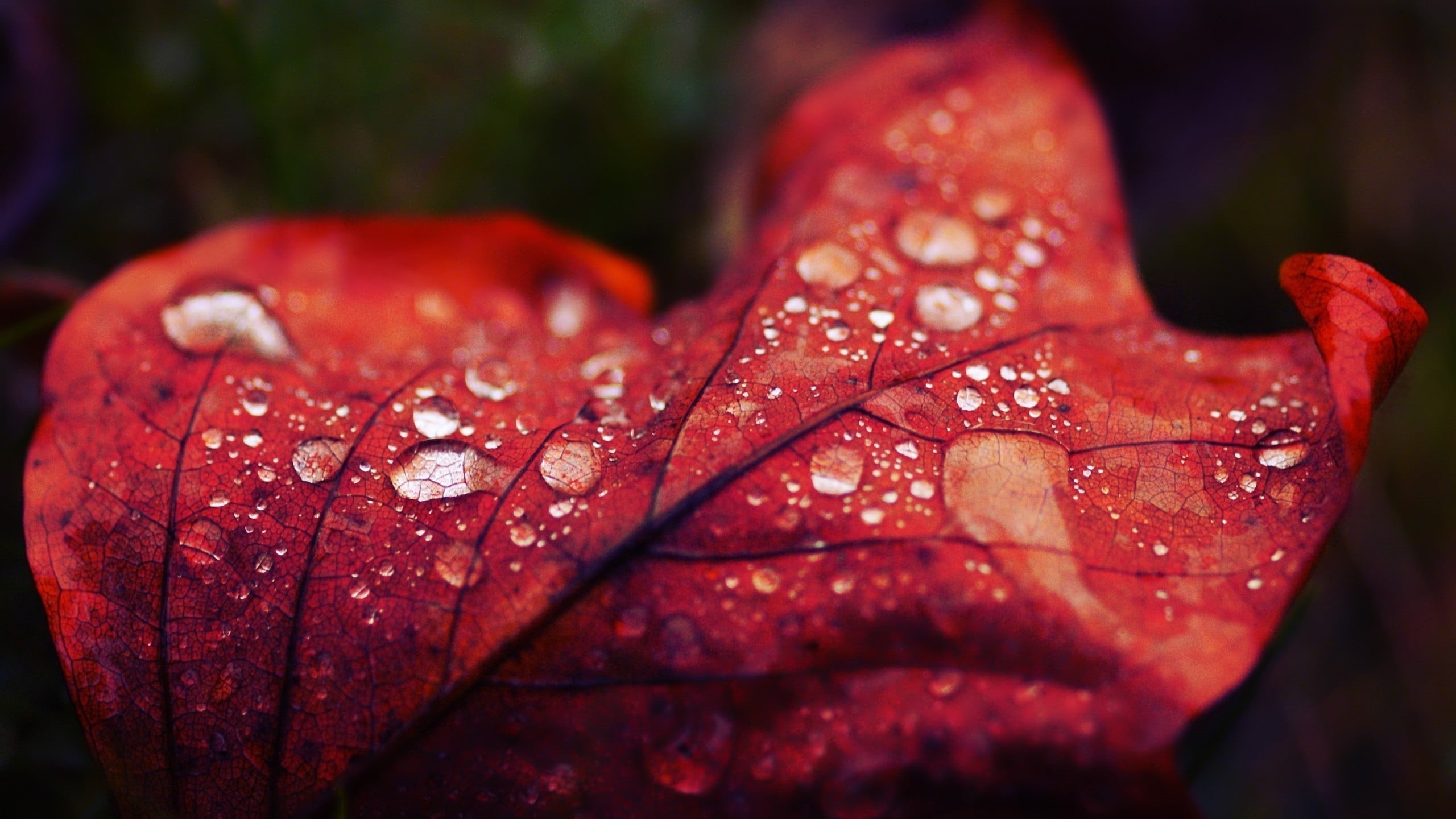 dew, freshness, red, macro, color Image, tree, orange Color, water drops, purity, forest, vulnerability, 2K, water, growth, selective focus, botany, beauty In Nature, HD Wallpaper