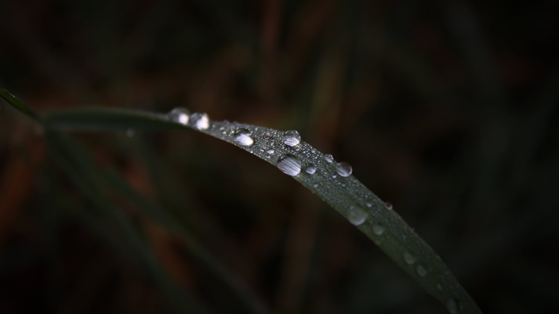 focus on foreground, season, photography, blade of Grass, meadow, close-up, outdoors, freshness, environment, transparent, droplets, liquid, wet, springtime, HD Wallpaper
