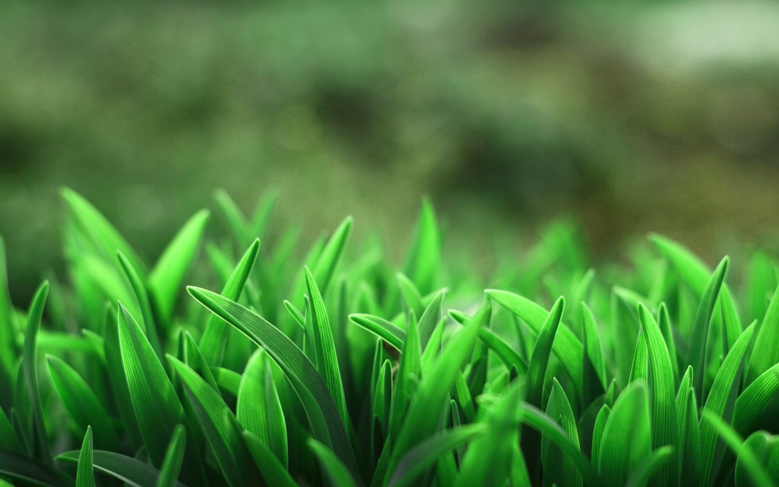 backgrounds, springtime, summer, green Color, land, outdoors, food and drink, agriculture, beauty In Nature, selective, pattern, 2K, season, leaf, focus, HD Wallpaper