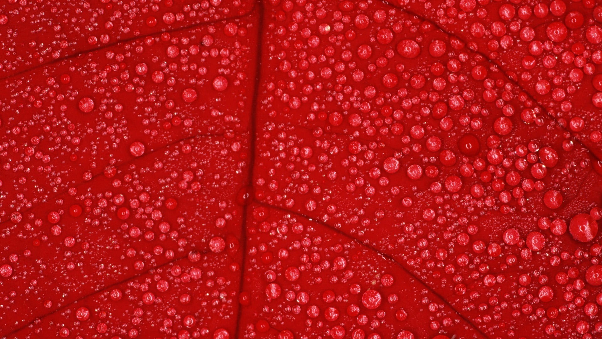 botany, creativity, close-up, abstract, red, beauty In Nature, wet, water, freshness, dew, studio shot, raindrop, indoors, season, drop, leaf, textured effect, HD Wallpaper