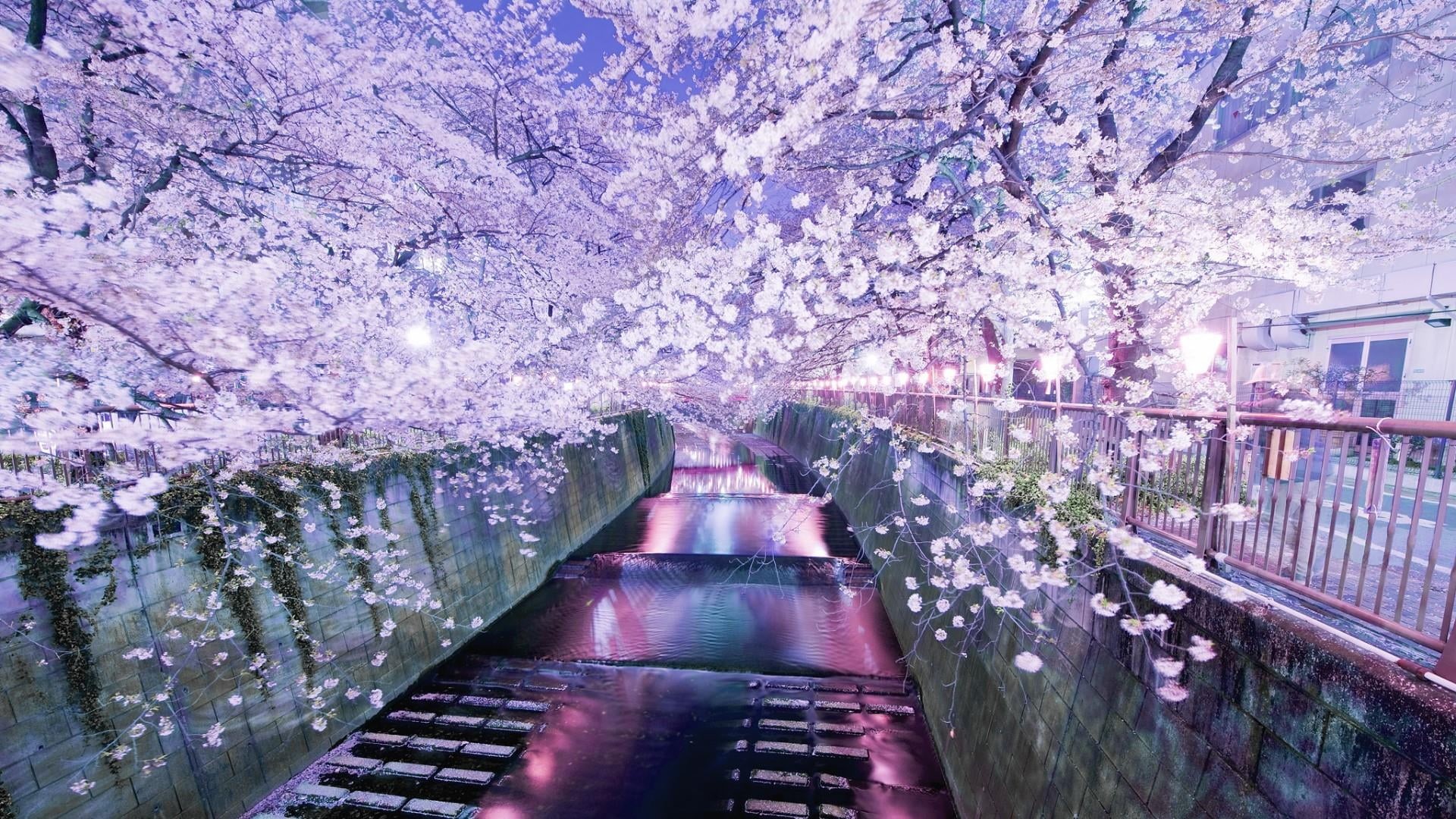 freshness, tree, cherry blossom, cherry tree, flower, beauty in nature, sky, meguro, 1080P, spring, connection, river, railing, flowering plant, built structure, HD Wallpaper