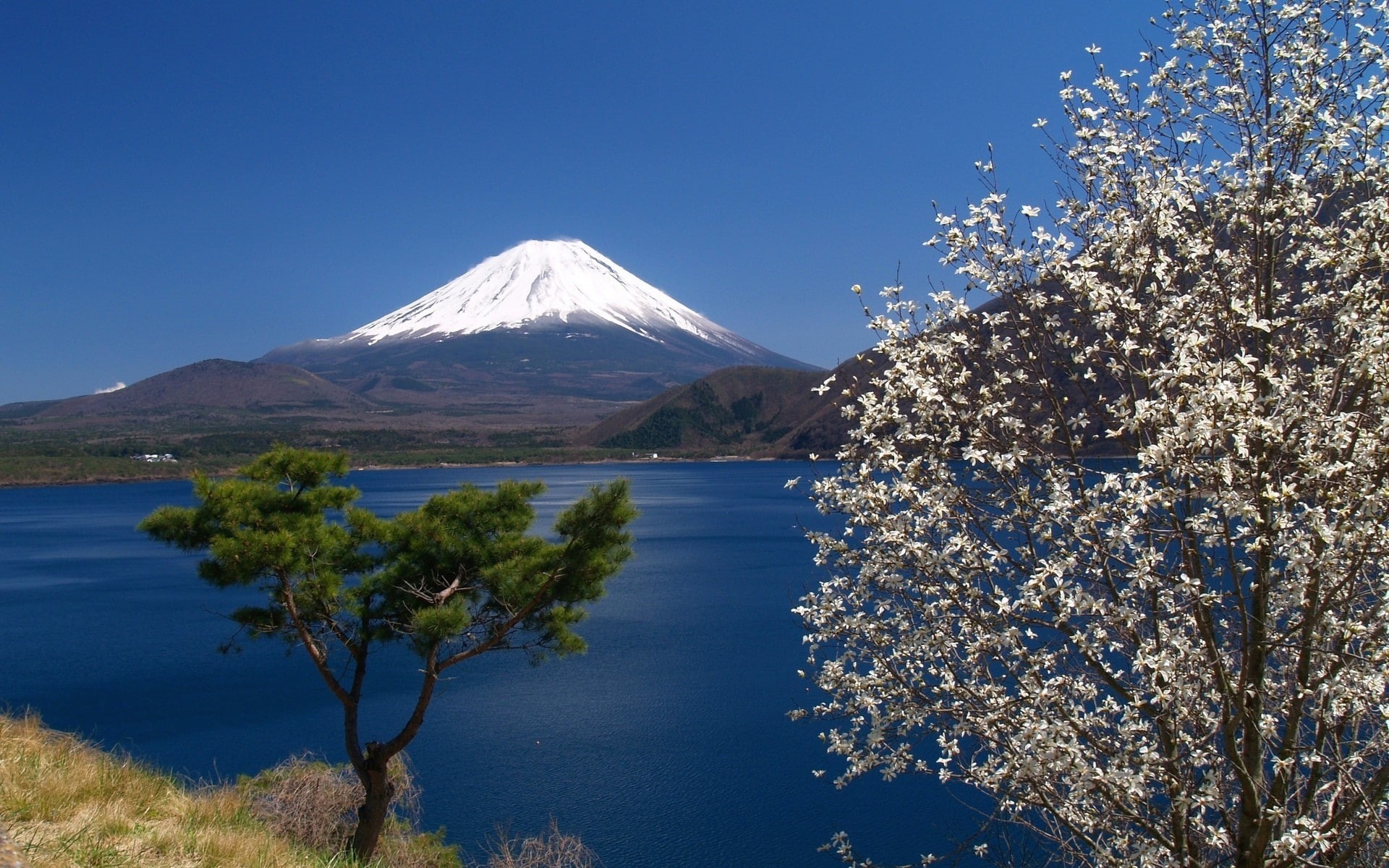 clear sky, growth, landscape, blue, 1080P, day, scenics - nature, sea, trees, blossoms, snowcapped mountain, tranquility, mountain peak, plant, tree, beauty in nature, HD Wallpaper