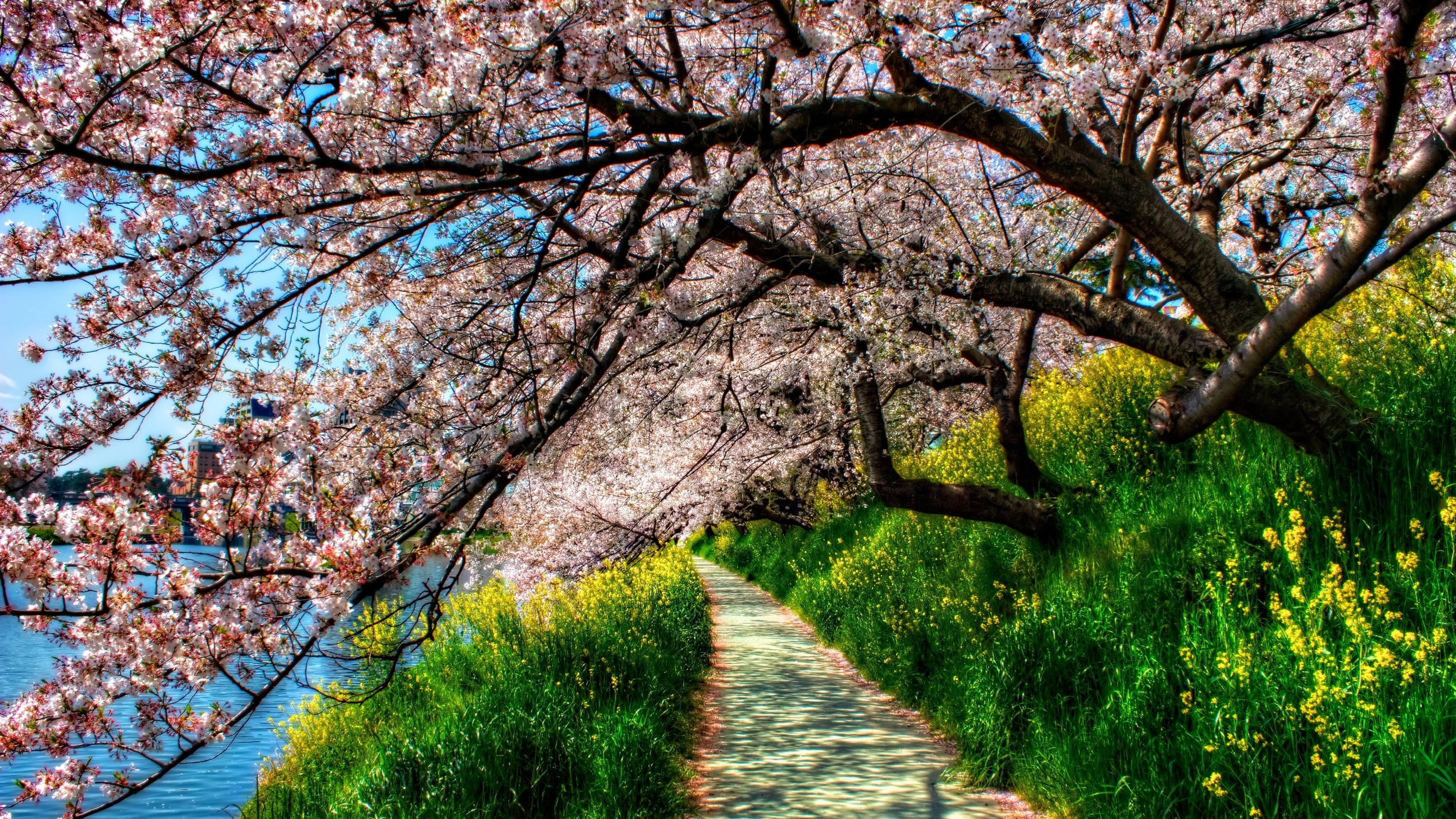 tree, walking path, lake, blossom, nature, lakeside, 4K, cherry blossom, walkway, landscape, flower, branch, spring, plant, sky, grass, HD Wallpaper