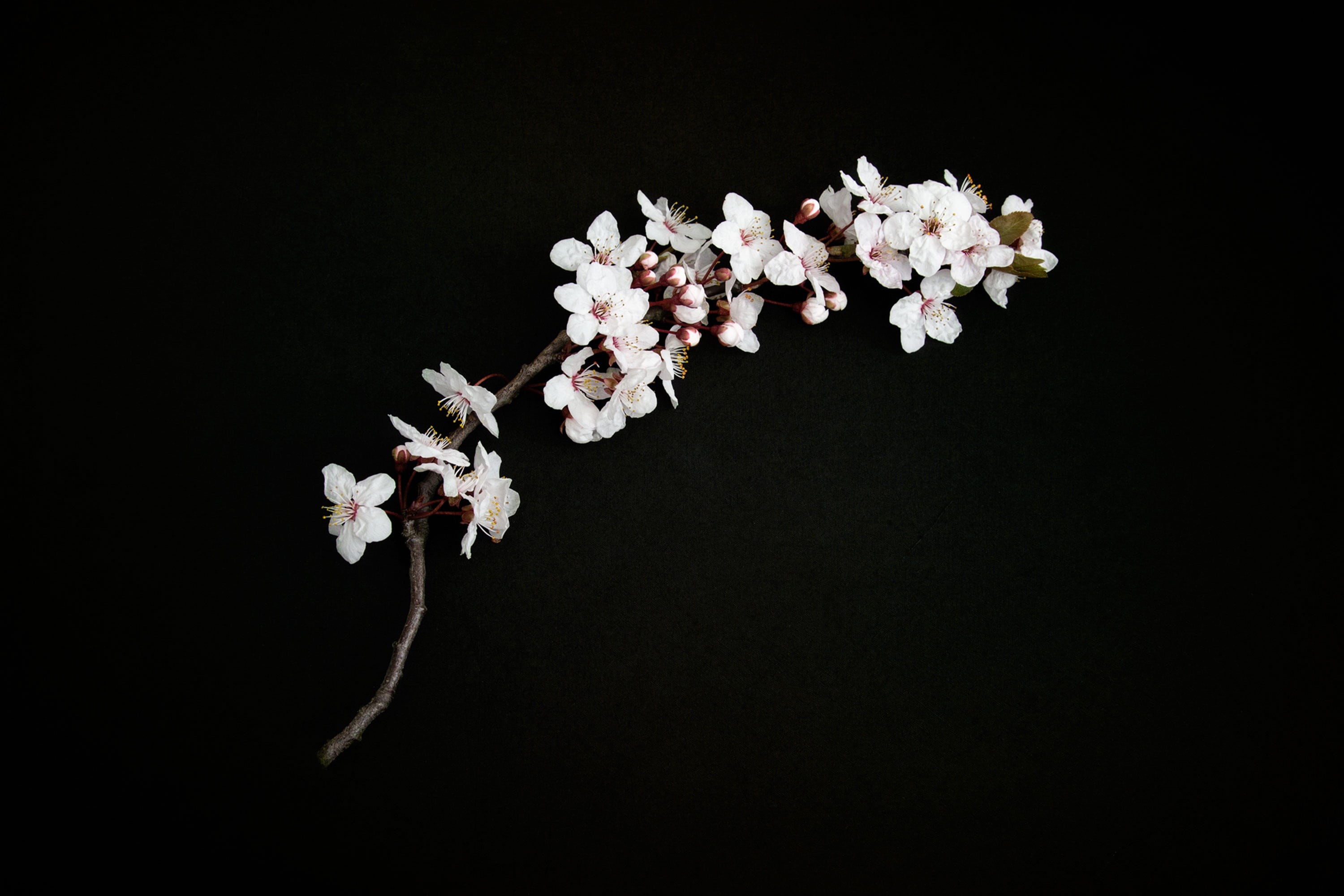 bud, background, pink, no people, nature, japan, white color, day, cherry blossom, blossoming, bloom, black background, black, cherry twig, vulnerability, HD Wallpaper