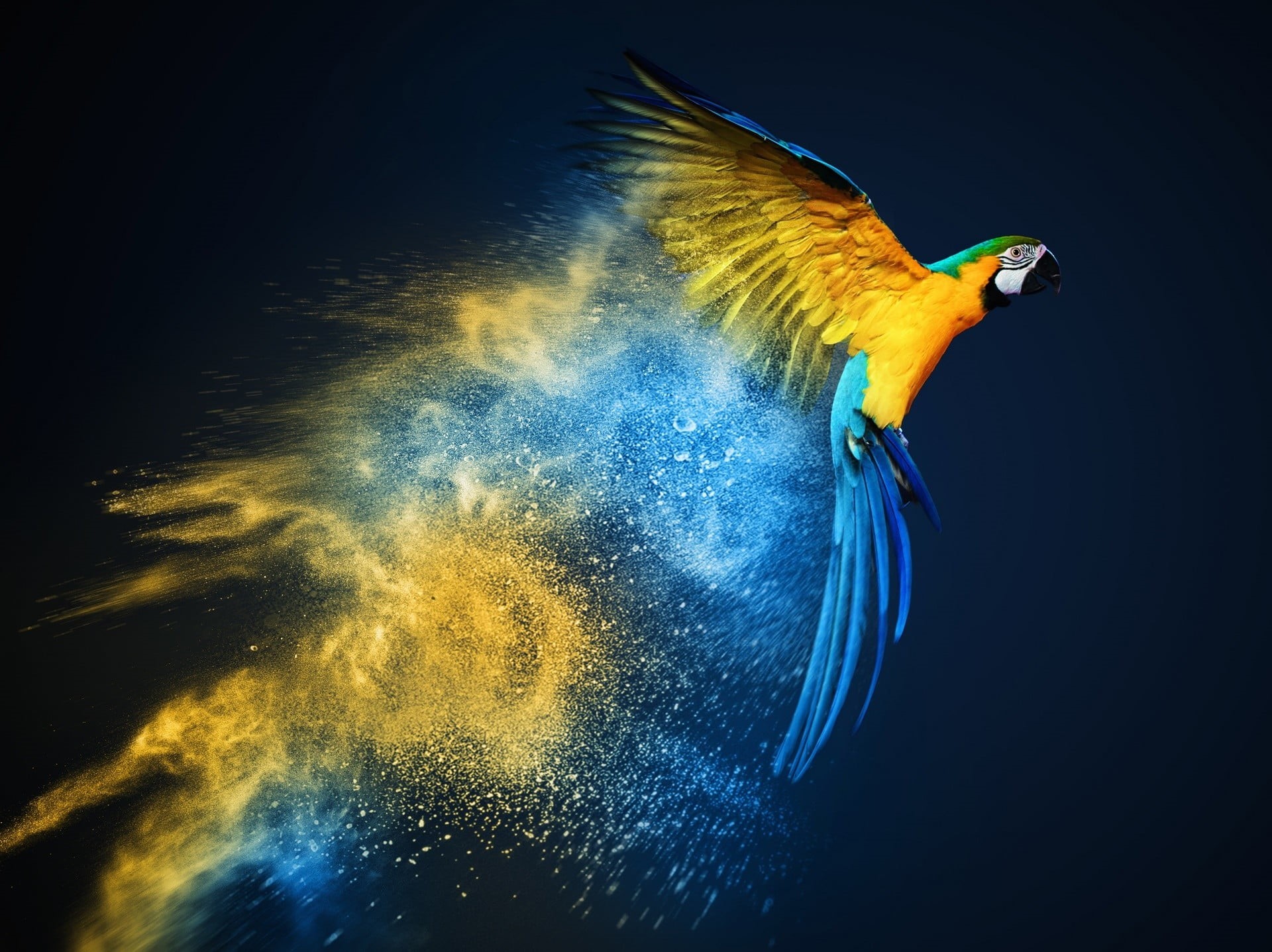 bird, one animal, animals, 1080P, cyan, side view, water, vertebrate, black background, marine, profile view, oil painting, animal wildlife, animal themes, HD Wallpaper