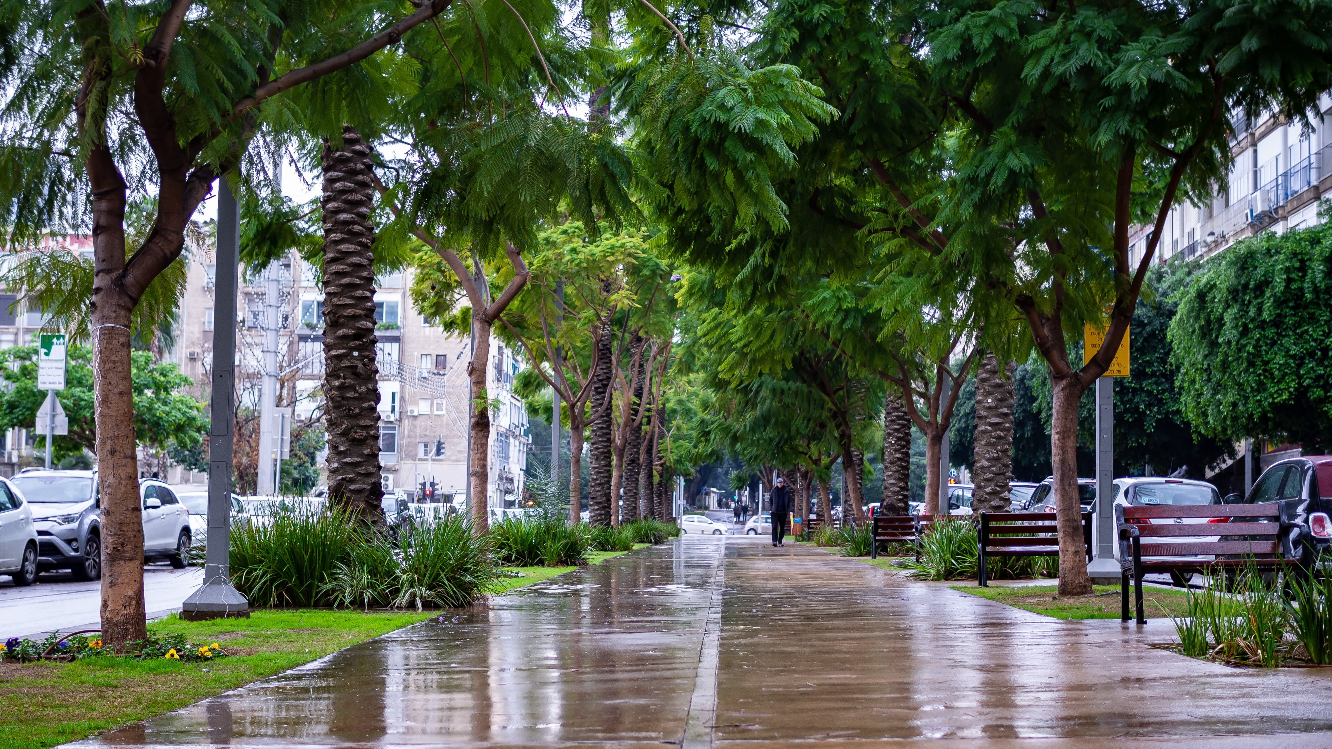 4K, direction, day, trunk, boulevard, water, built structure, rainy season, street, tree, tree trunk, tel aviv, outdoors, plant, footpath, treelined, architecture, HD Wallpaper