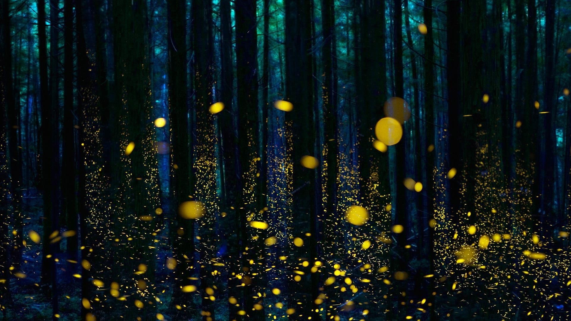 1080P, darkness, firefly, trees, fireflies, forest, twilight, HD Wallpaper