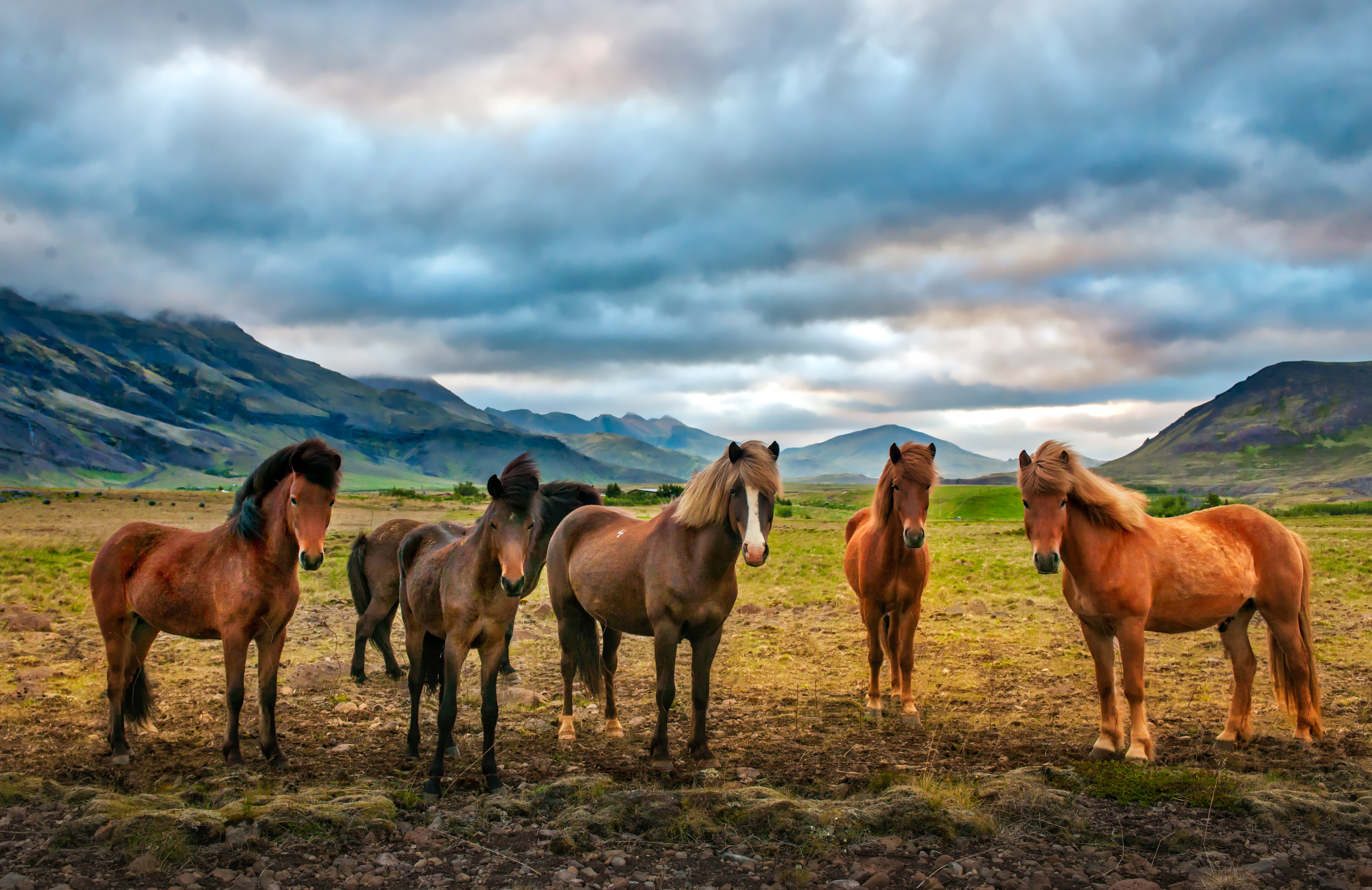 grass, daytime, green, icelandic, nature, landscape, brown, 5K, mammal, six, outdoors, farm, meadow, rural Scene, mountain, pasture, Horse, Saga, animal, HD Wallpaper