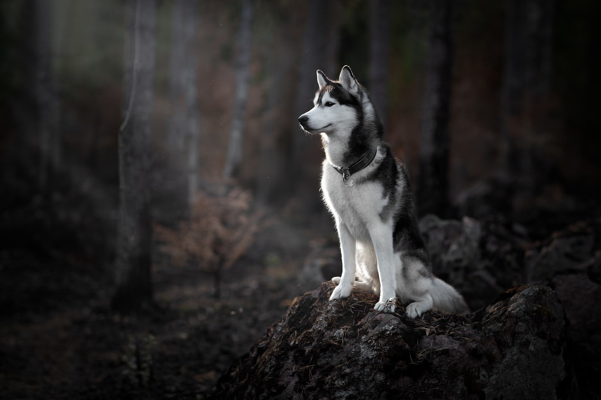 forest, Husky, dog, 1080P, HD Wallpaper