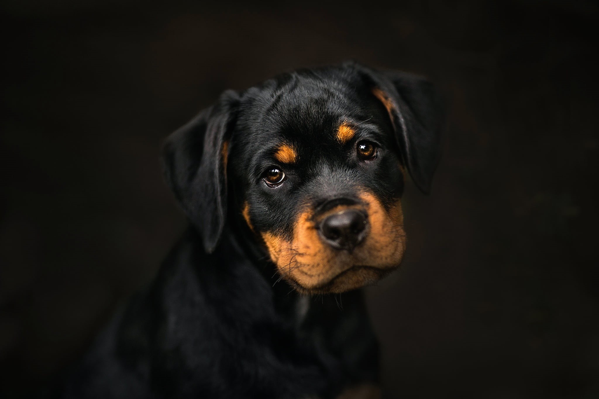animal, black color, puppy, mammal, animal eye, canine, indoors, animal themes, purebred dog, looking, domestic animals, coated, domestic, black, one animal, HD Wallpaper