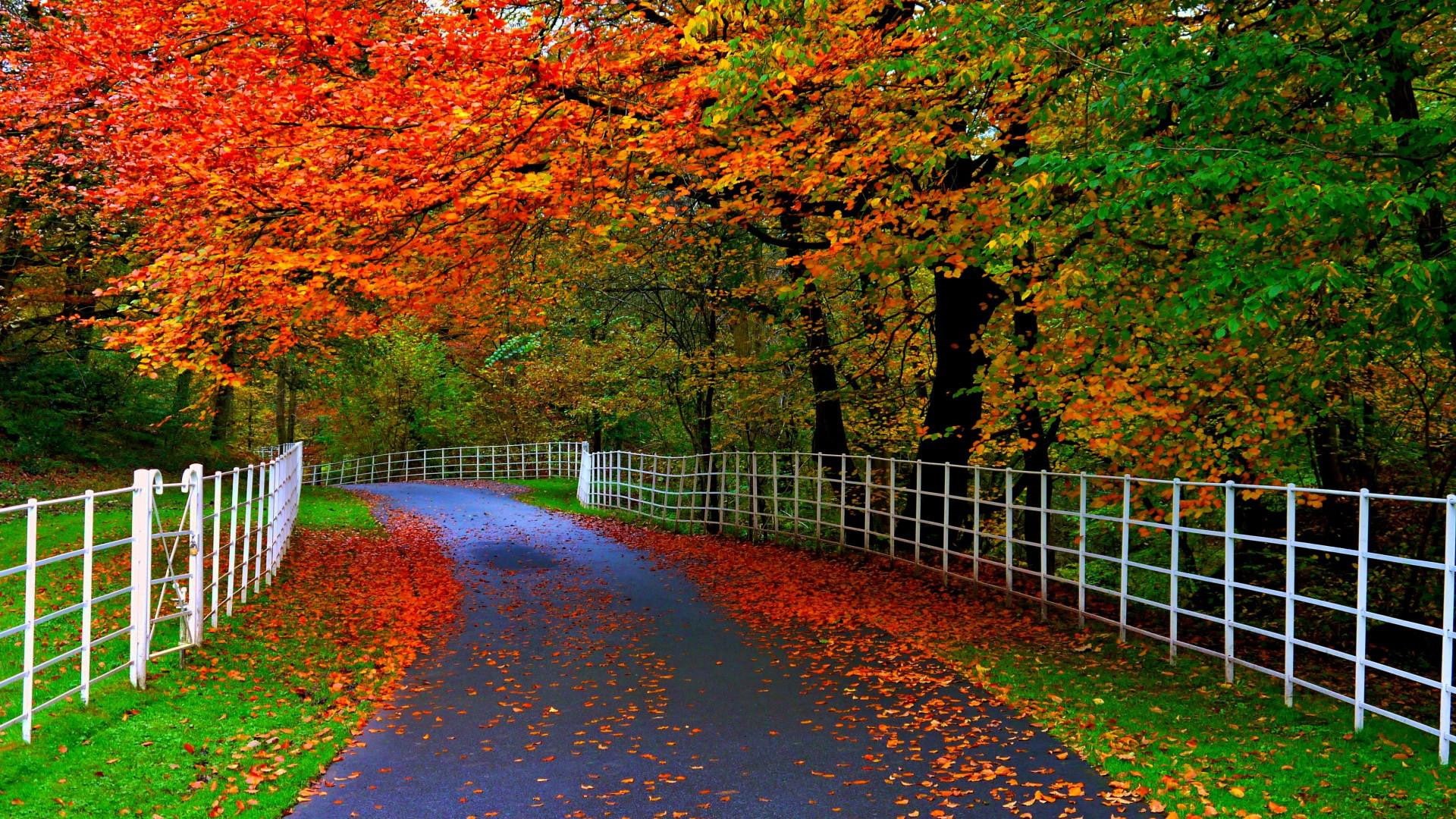shade, seductive, roads, beauty, 1920x1080, natural, fences, parks, flowers, leaves, Beautiful, trees, 1080P, autumn, forests, nature, HD Wallpaper