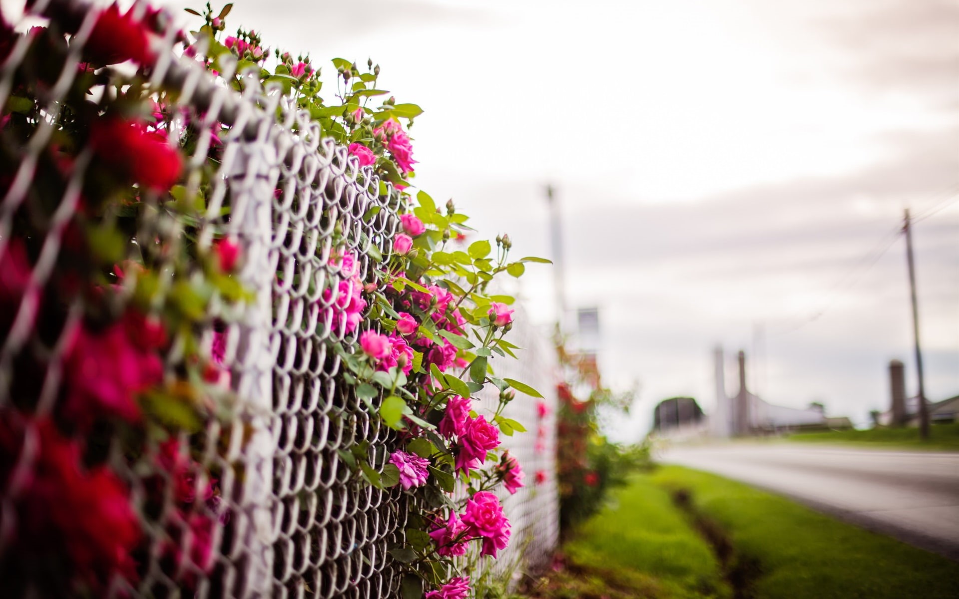 Flowers, Rose, Blurry, Pink, Background, Fence, 1080P, HD Wallpaper