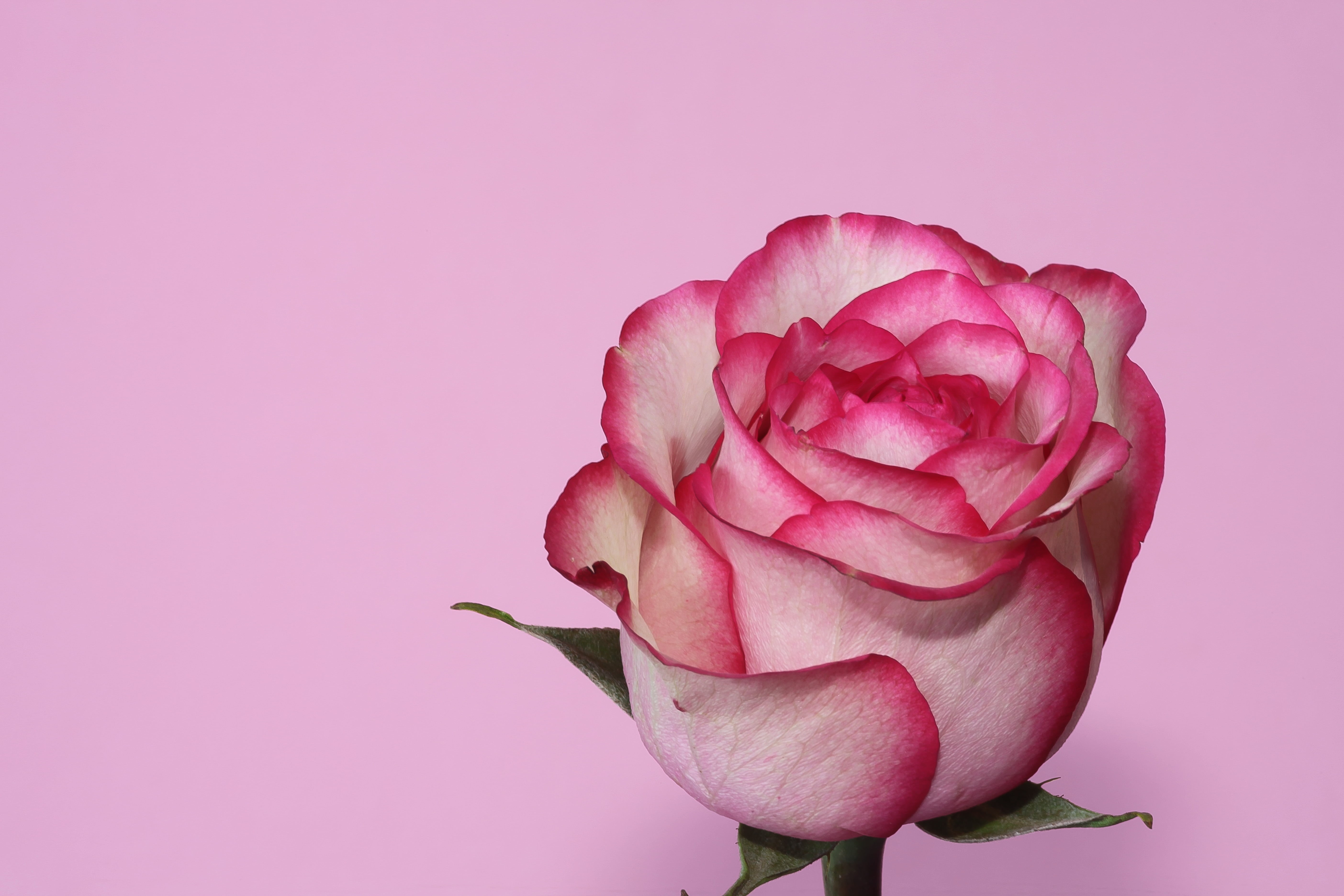 beauty In Nature, backgrounds, Rose  pink, rose, red, pink, pink Color, 5K, flower Head, nature, white, Wonderful world, petal, flower, close-up, plant, HD Wallpaper