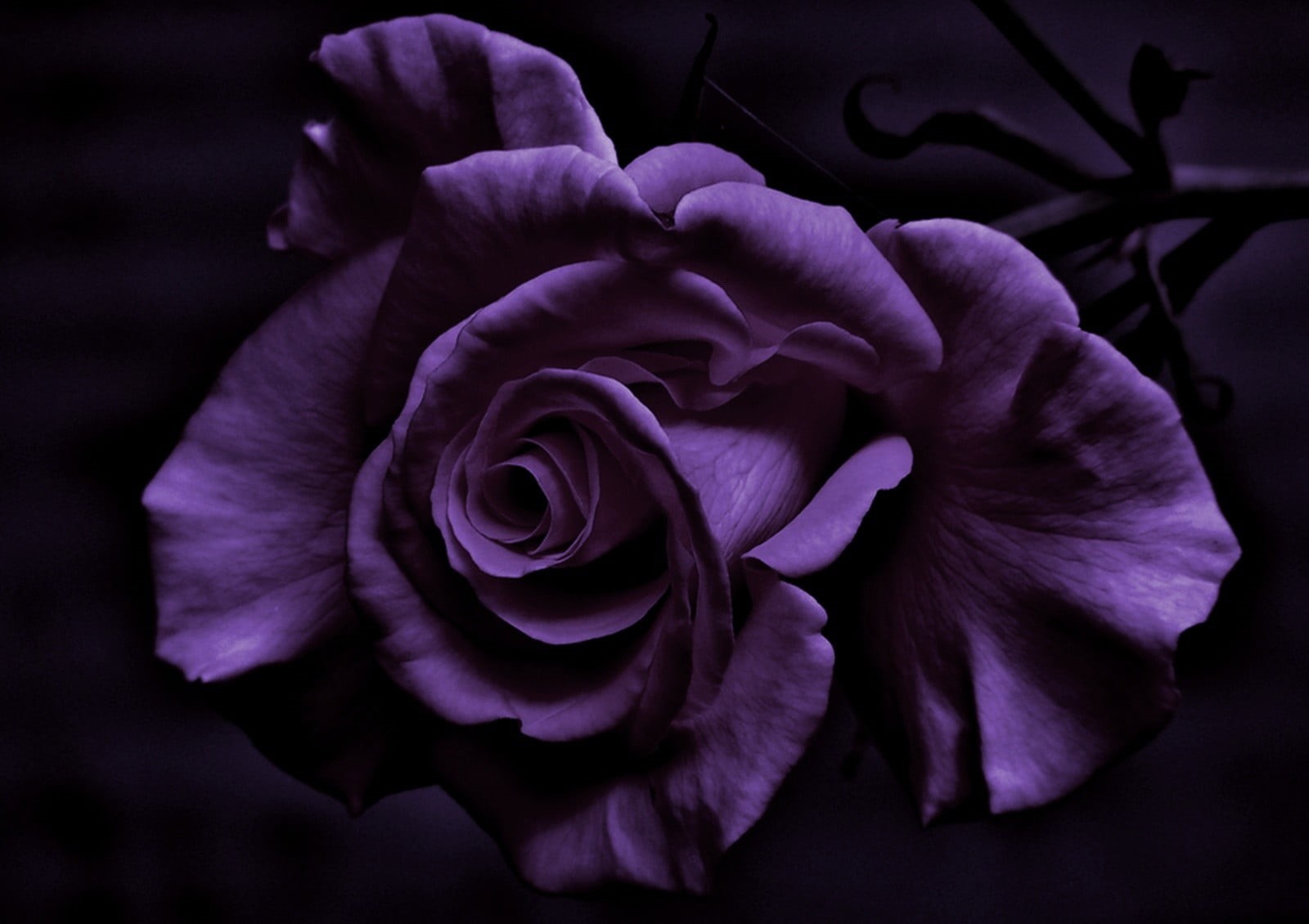 720P, fragility, no people, growth, outdoors, nature, rose, close-up, freshness, rose - flower, flower arrangement, black background, photography, purple, HD Wallpaper