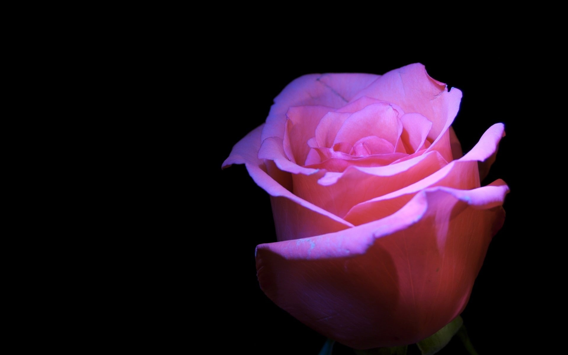 pink rose, rose, black, flower, 1080P, background, pink, black background, HD Wallpaper