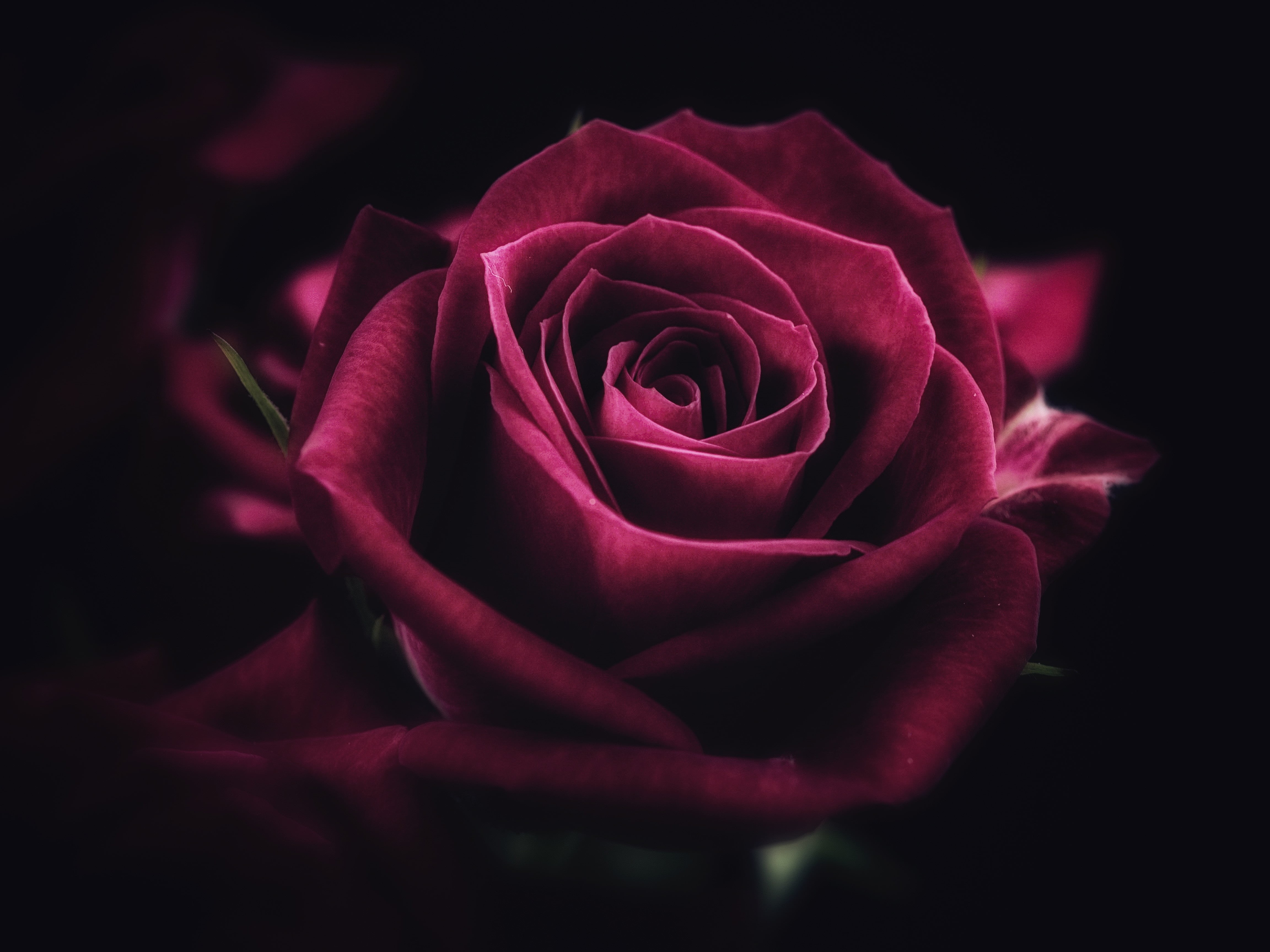 valentines day - holiday, positive emotion, studio shot, fragility, vulnerability, beauty In Nature, single Object, romance, petals, close-up, nature, rose, HD Wallpaper