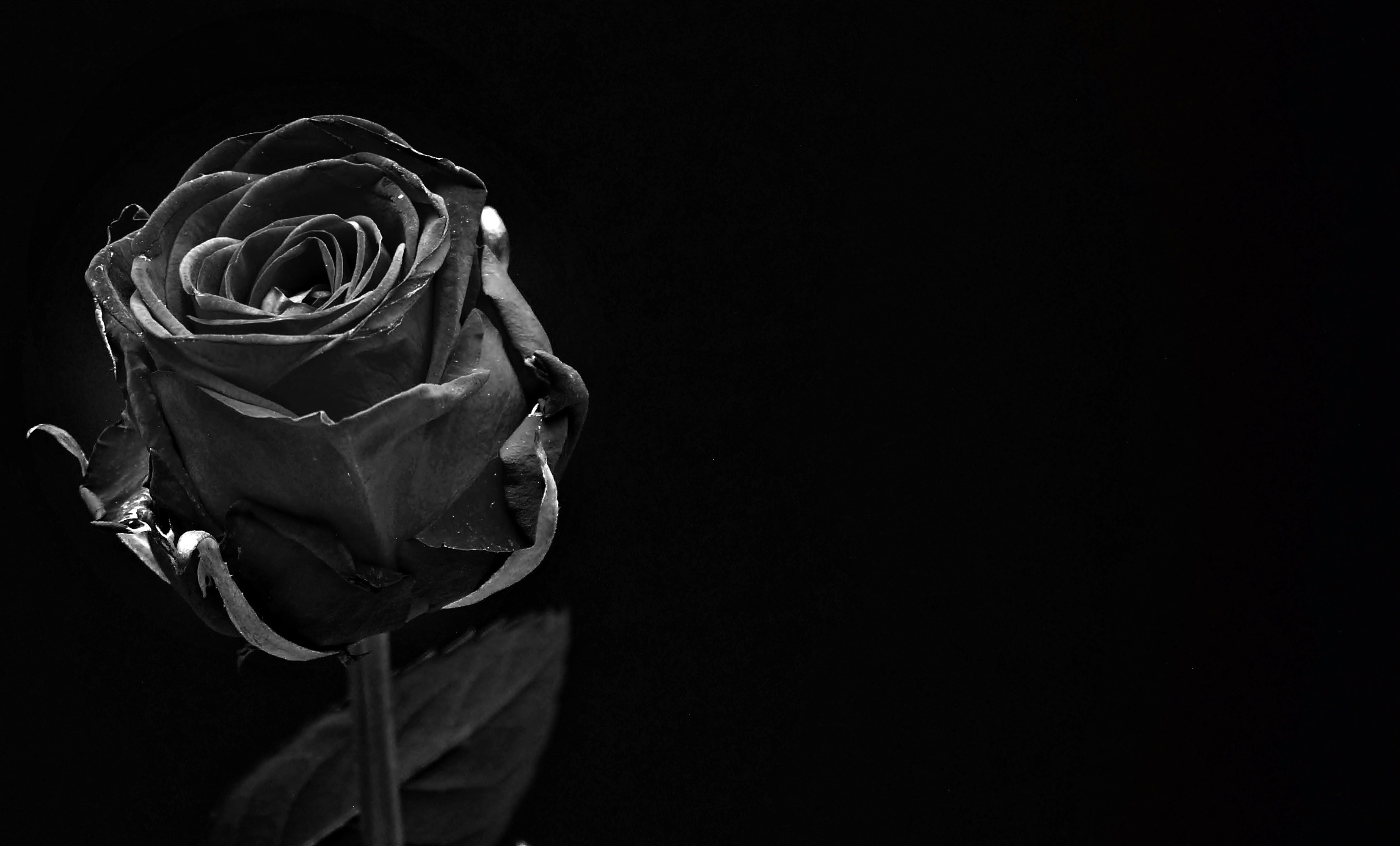 no people, wellness, hope, 2K, copy space, close, black bloom, postcard, greeting card, rose bloom, black, plant, flower head, mourning, inflorescence, HD Wallpaper