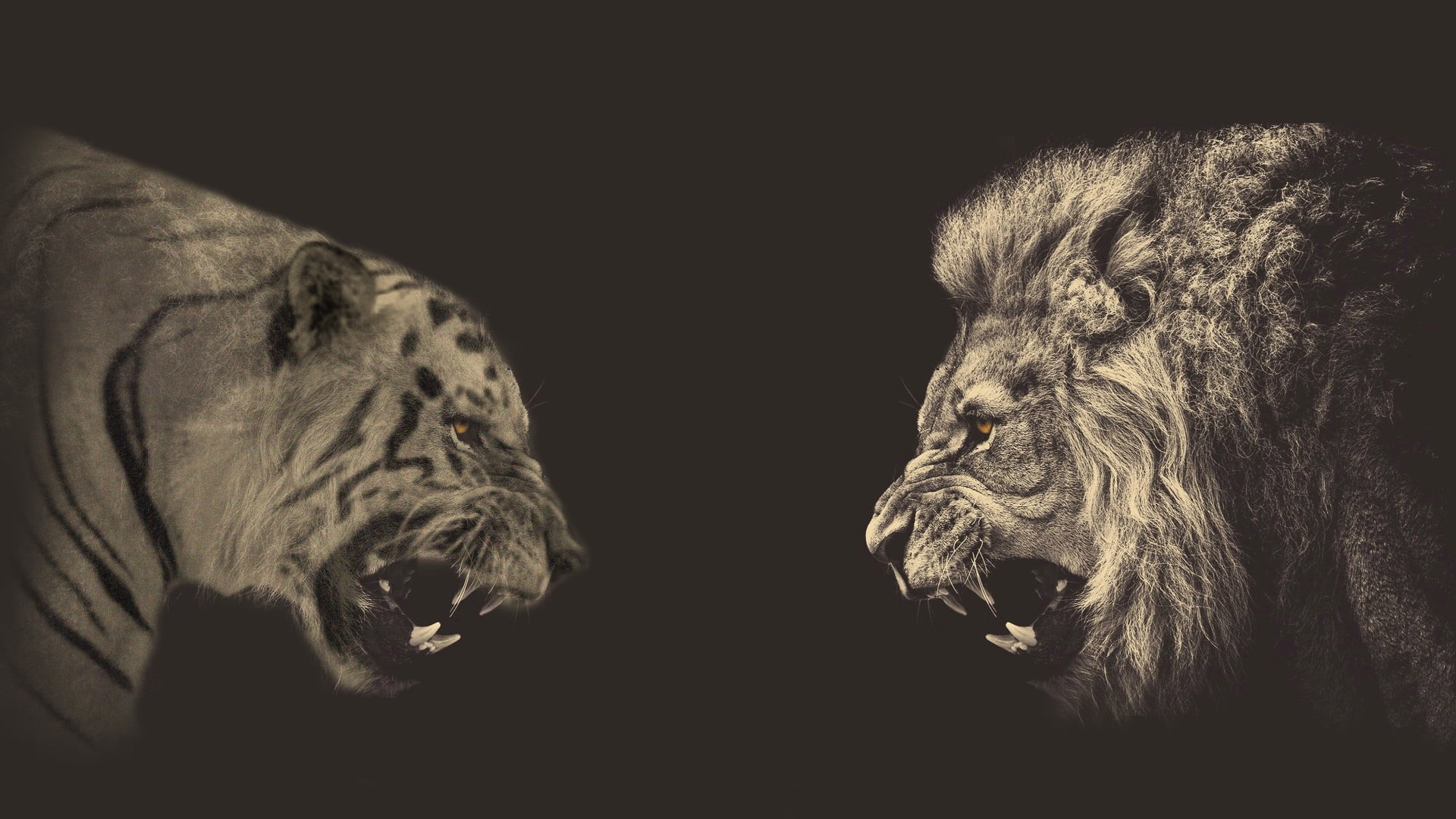 copy space, photo manipulation, profile view, studio shot, no people, feline, animal, animals, indoors, two animals, 1080P, face to face, animal head, HD Wallpaper