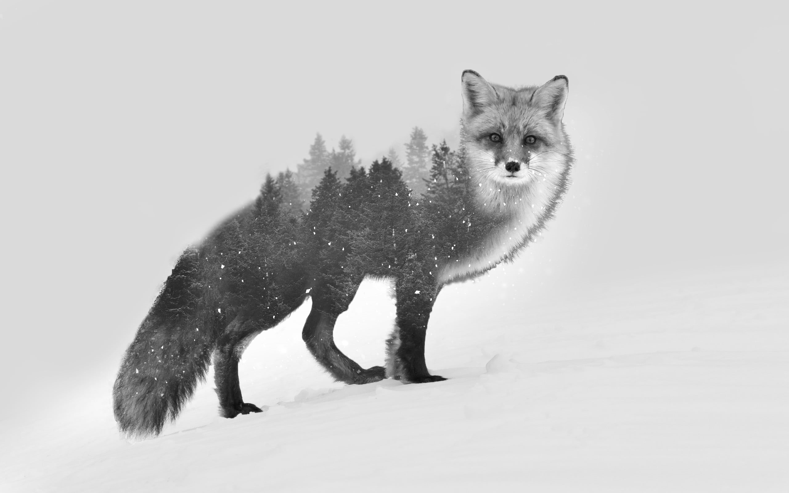 double exposure, outdoors, small, one Animal, looking, full length, gray, snow, fox, animals, cute, wolf, animal wildlife, covering, black, 2K, white background, HD Wallpaper