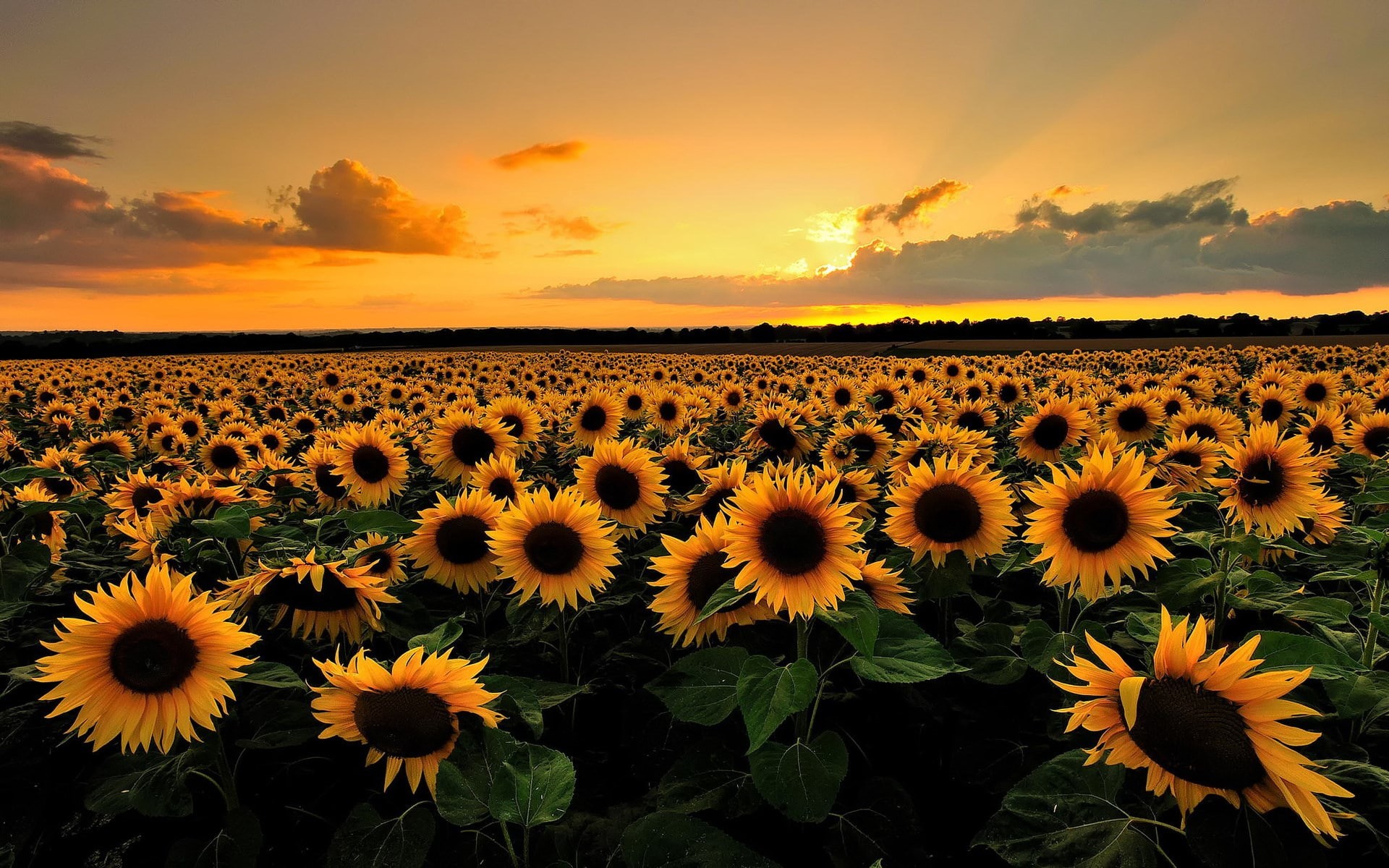 beautiful nature  desktop  1920x1200, 1080P, HD Wallpaper