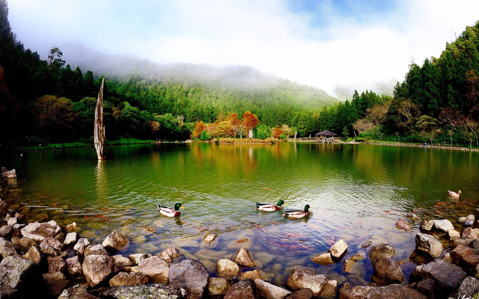 images of natures beauty 1920x1200, 1080P, HD Wallpaper
