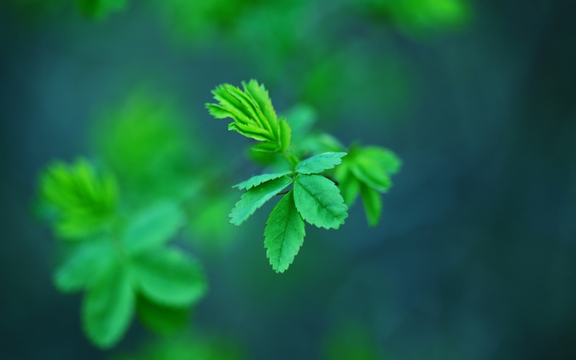 medicine, outdoors, selective focus, plant part, leaf, leaves, plant, green, plants, macro, healthcare and medicine, fragility, food and drink, nature, HD Wallpaper