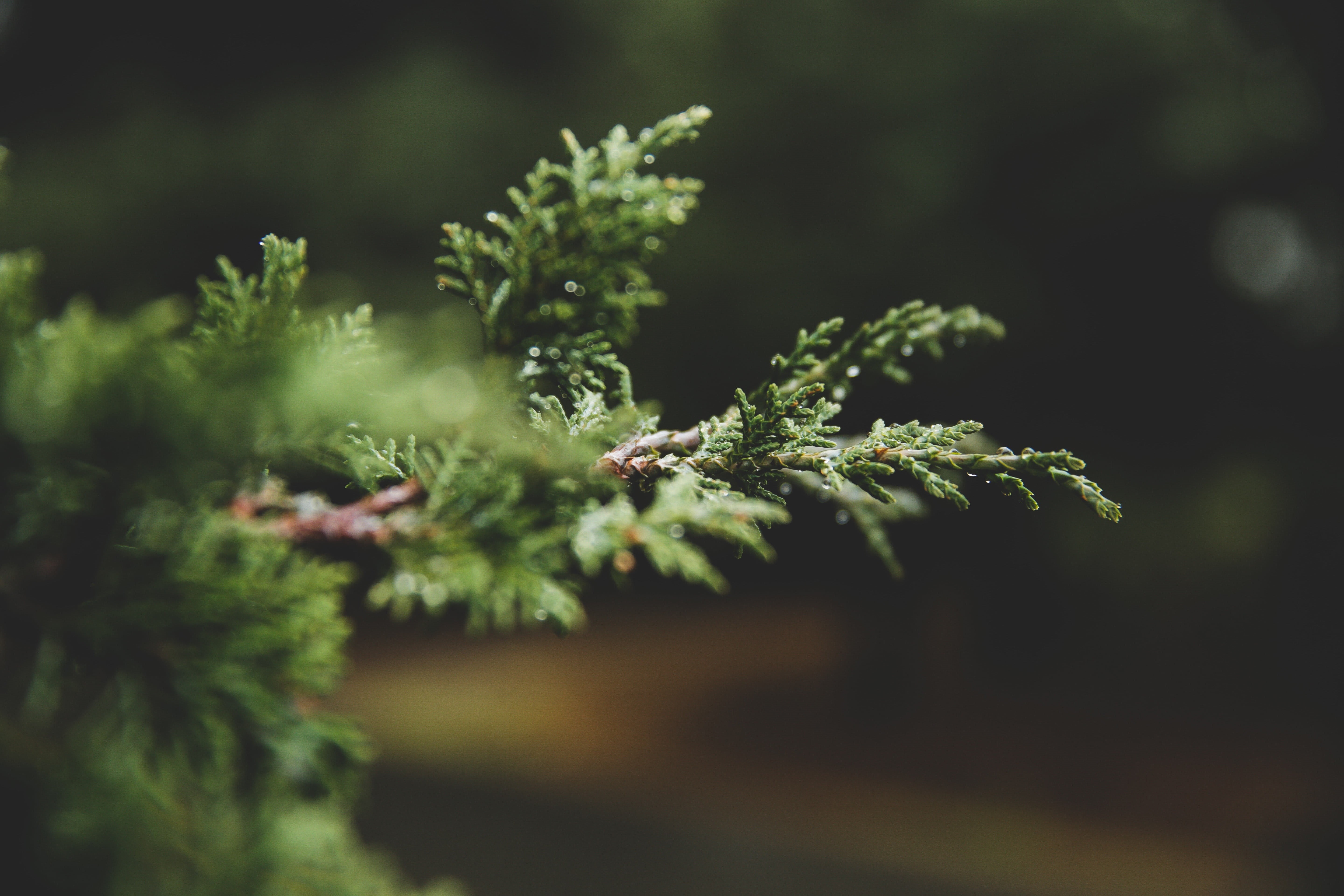 photography, focus, macro, plant, beauty in nature, food and drink, land, tranquility, depth of field, green color, fir tree, freshness, coniferous tree, HD Wallpaper