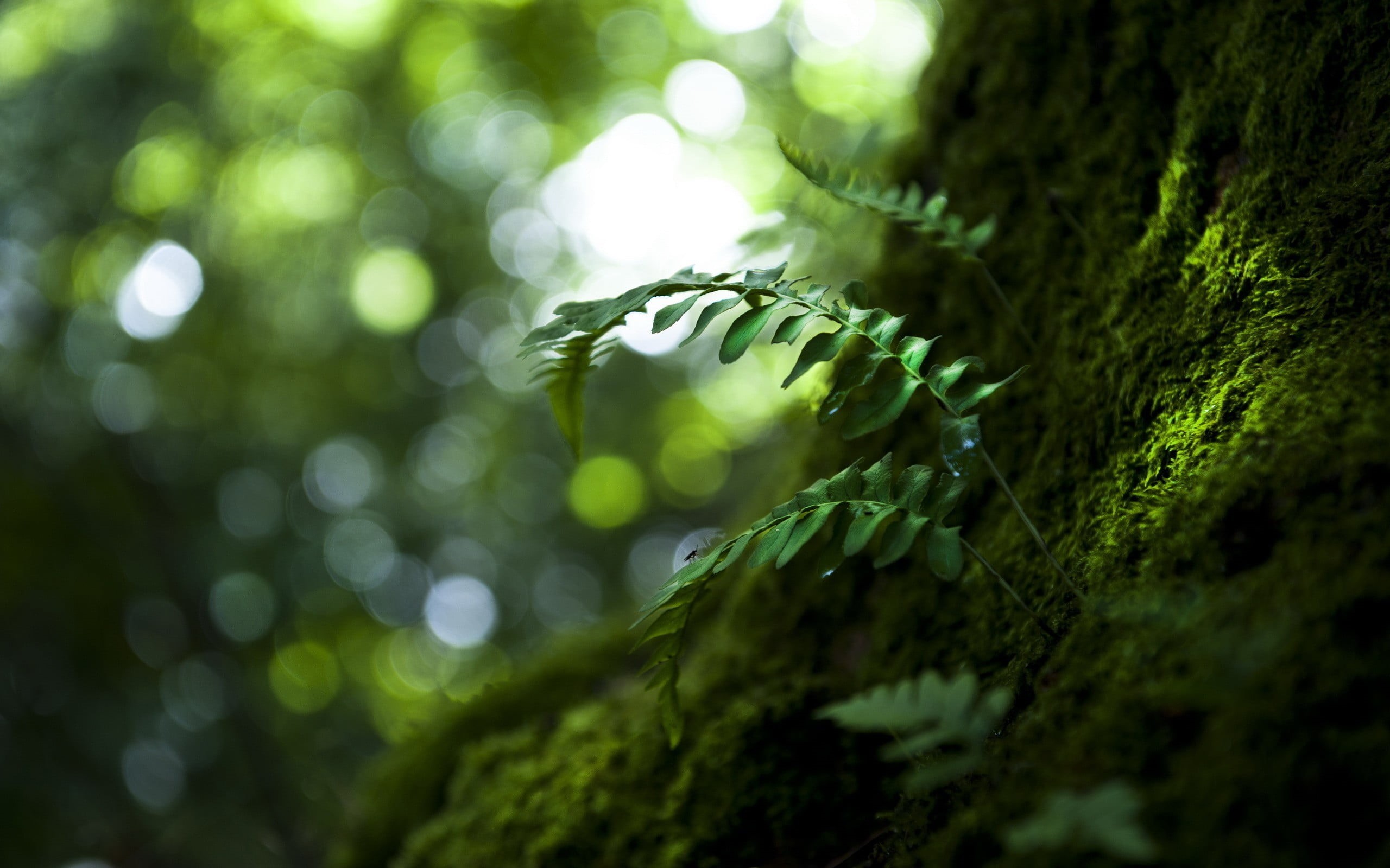 environment, macro, coniferous tree, 2K, nature, photography, branch, pine tree, moss, defocused, forest, backgrounds, day, bush, lichen, beauty In Nature, HD Wallpaper