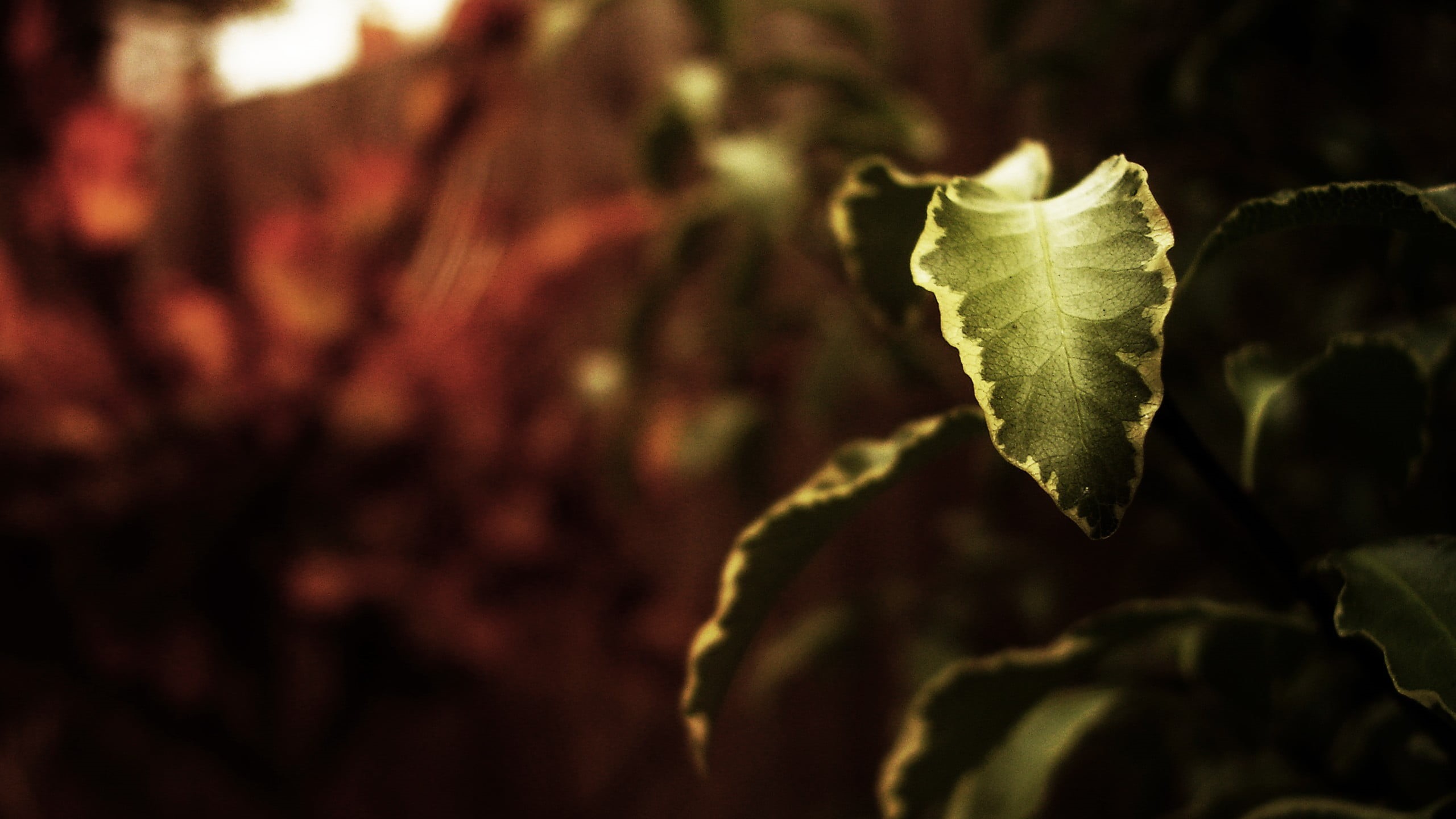 flower, flowering plant, nature, multi Colored, close-up, green, plants, sunlight, colors, leaf, red, green Color, branch, depth of field, forest, vibrant Color, HD Wallpaper