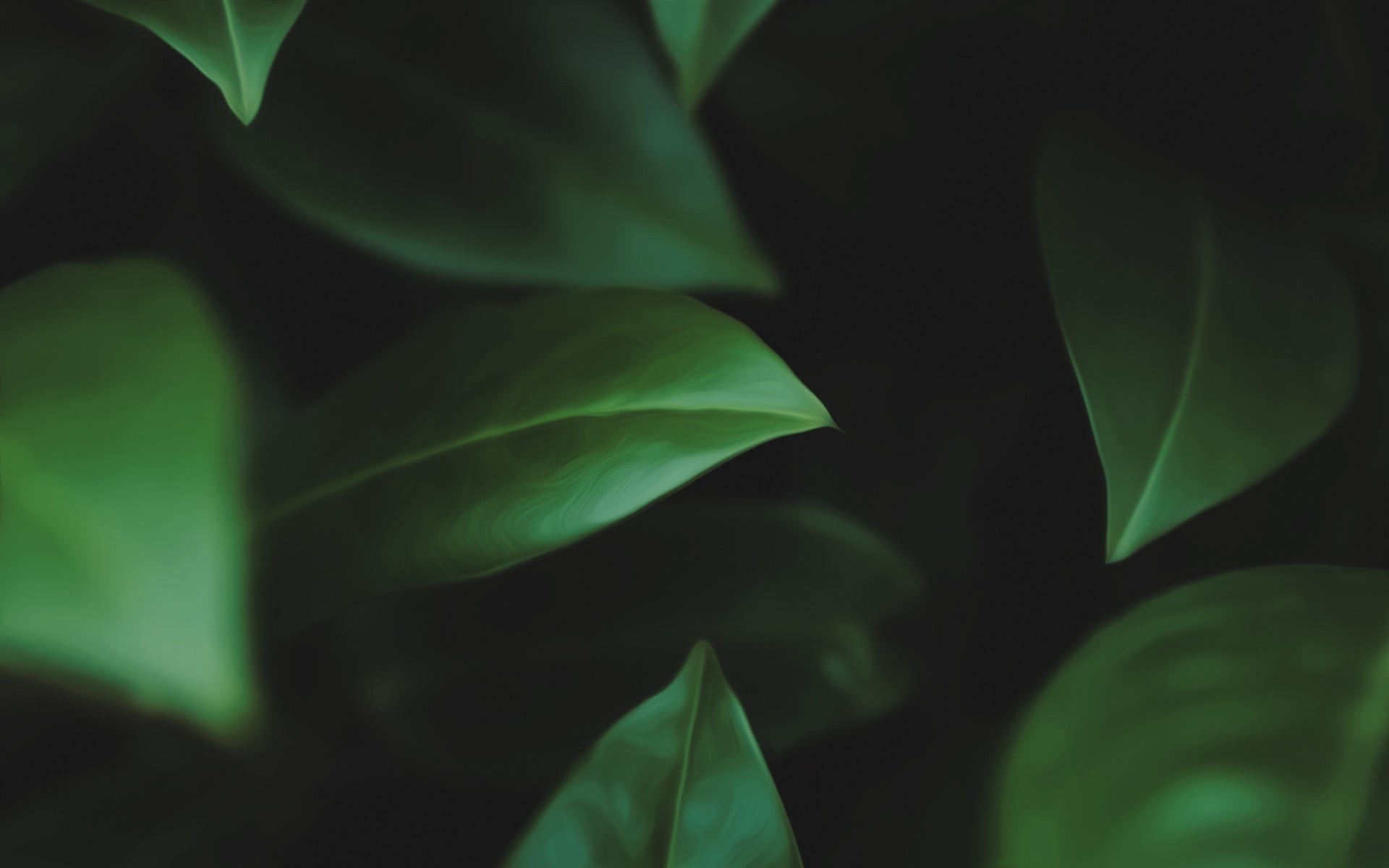 day, forest, textured, no People, abstract, summer, photography, plant part, selective, leaf, environment, outdoors, vulnerability, macro, green Color, HD Wallpaper