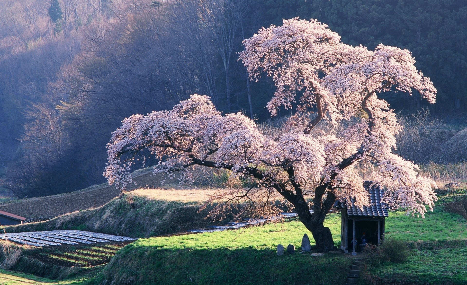beauty in nature, 1080P, grass, tree, pink, growth, scenics - nature, day, tranquility, Landscape, land, Asia, flower, freshness, environment, outdoors, HD Wallpaper
