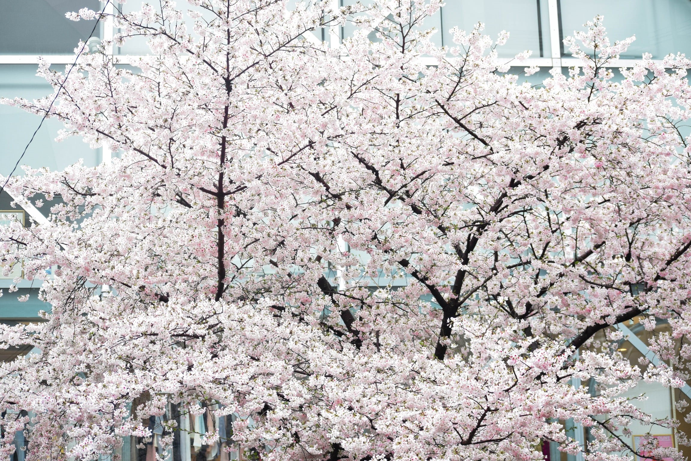 plants, tokyo, nature, vulnerability, fragility, plant, cherry, trees, low angle view, 1080P, pink color, flowering plant, sakura, cherry tree, pink, freshness, HD Wallpaper