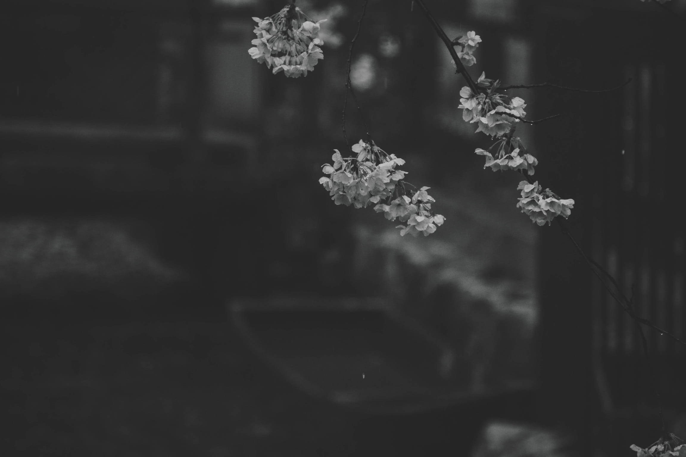 nature, river, grayscale, cherry, inflorescence, emotion, 1080P, selective focus, freshness, petal, plant, blossoms, no people, trees, beauty in nature, HD Wallpaper