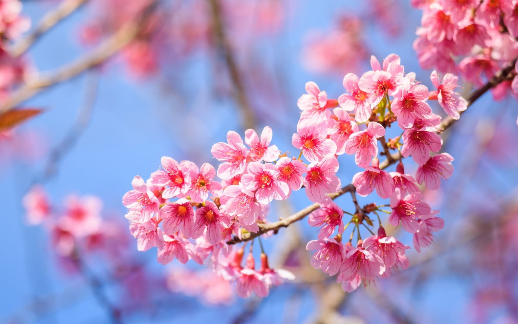 blue, vulnerability, 720P, flower head, petal, plum blossom, plant, cherry tree, nature, pink, fragility, branch, tree, pollen, blossom, Spring, bunch of flowers, HD Wallpaper