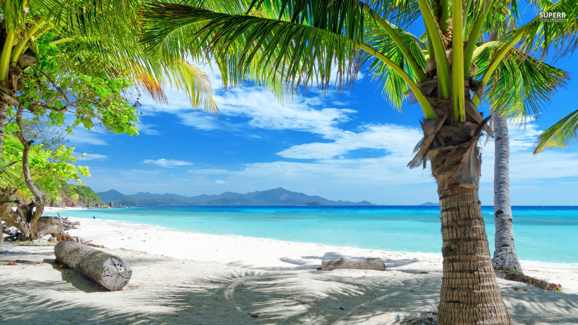 true laurel, no people, summer, water, tropical, relaxation, paradise, palm, ocean, tranquility, tropical tree, sand, shore, wave, tranquil scene, resort, HD Wallpaper