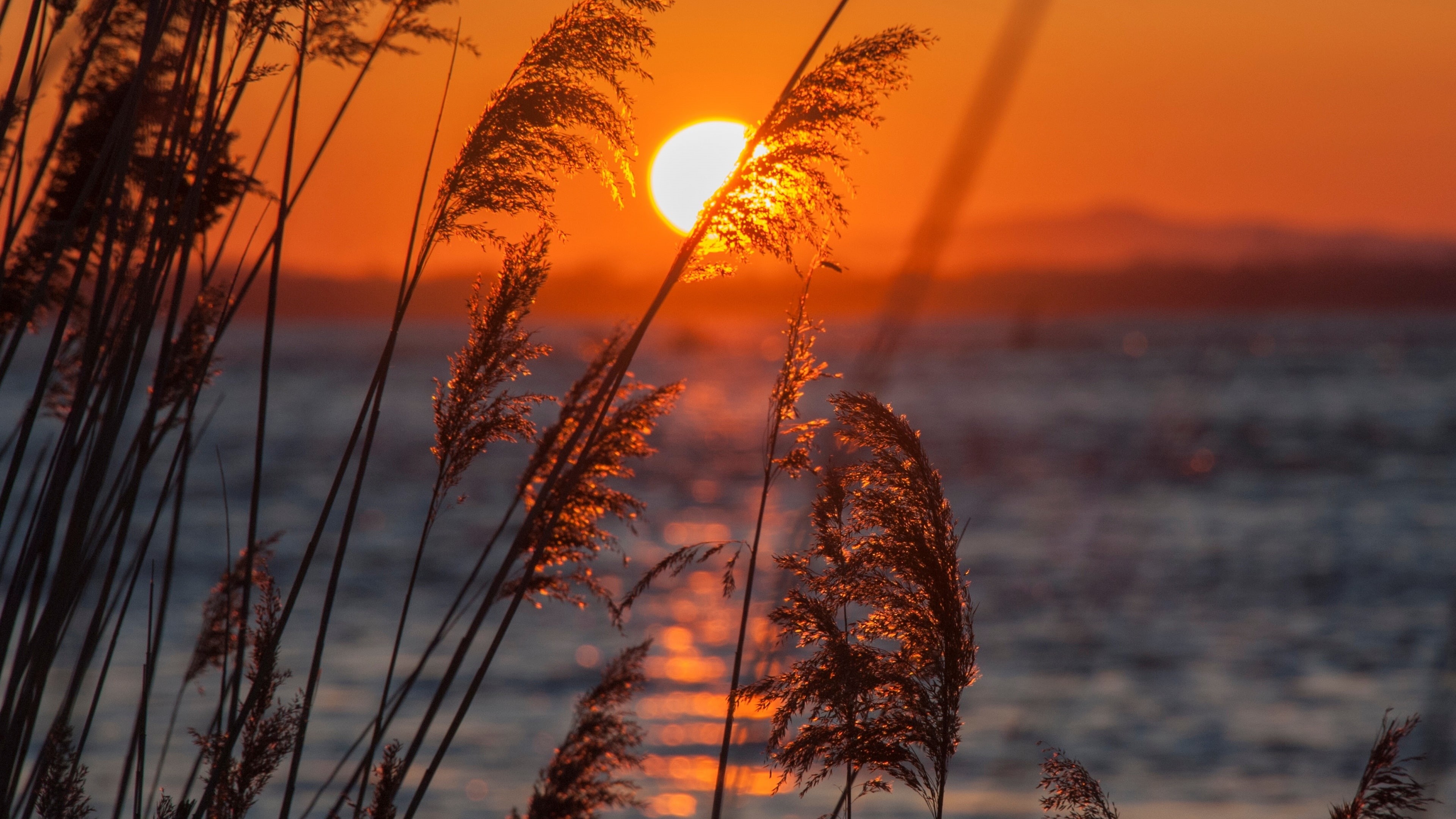 horizon, reed, sun, evening, water, lake, reeds, calm, 4K, afterglow, sunset, HD Wallpaper