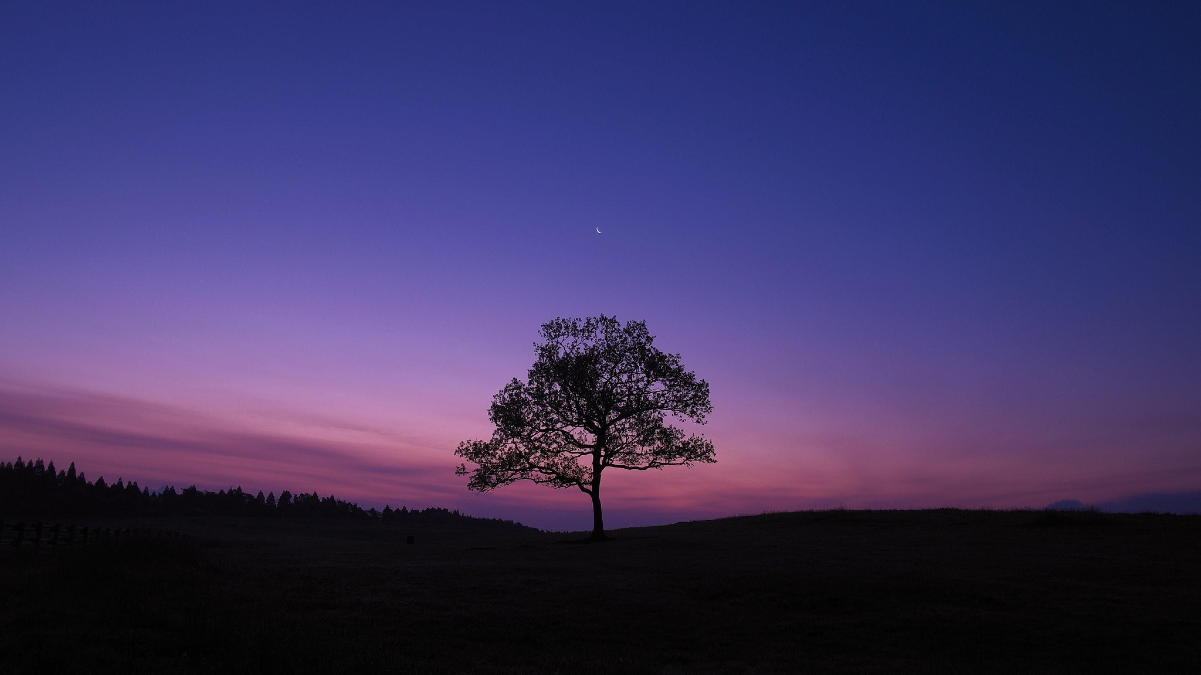 landscape, sky, horizon, silhouette, moon, lonely tree, evening, afterglow, tree, lone, night sky, 4K, atmosphere, alone, night, HD Wallpaper