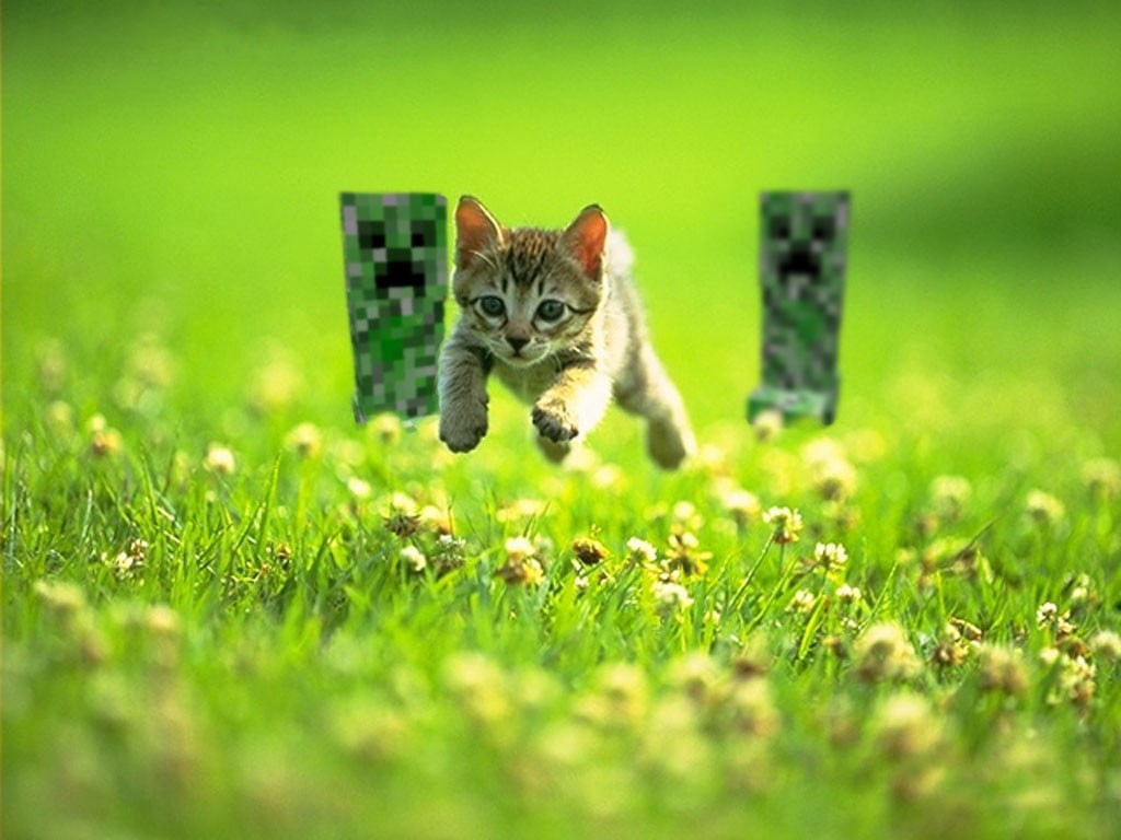 animal, domestic Animals, brown, animal Eye, front or Back Yard, summer, mammal, jumping, kitten, paw, domestic, selective focus, cute, yellow, whisker, HD Wallpaper